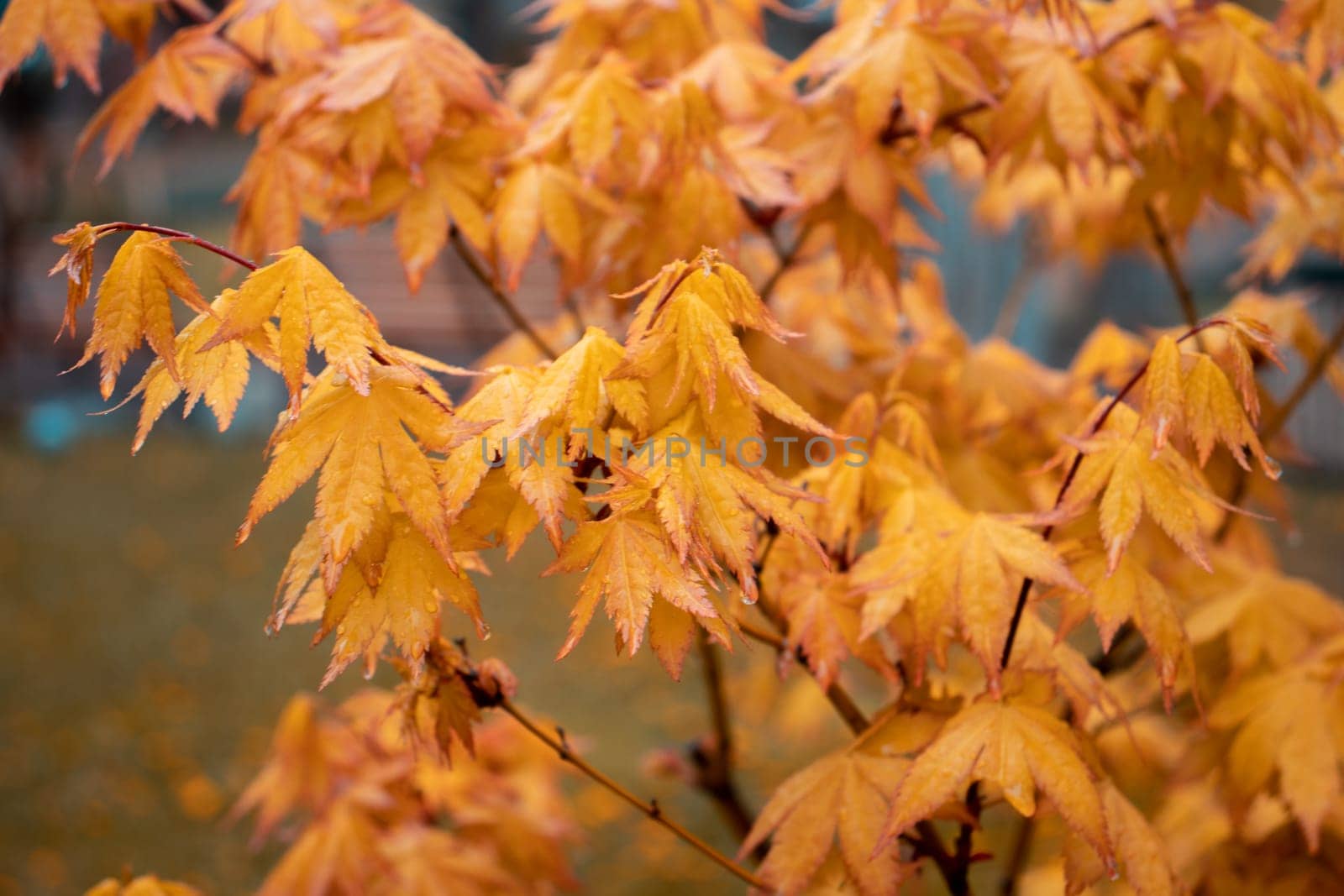 Maple branch with rain drops, autumn concept photo. Front view photography with blurred background. High quality picture for wallpaper