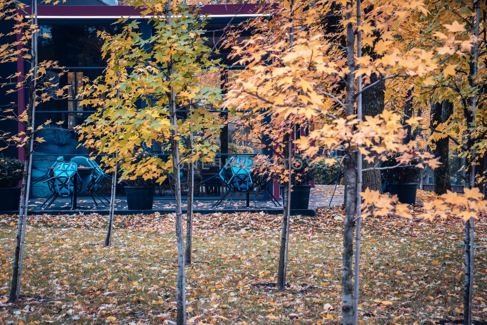 Park view with cafe terrace in the autumn concept photo. One of the streets of Europe, Ukraine. District scene. High quality picture for magazine, article