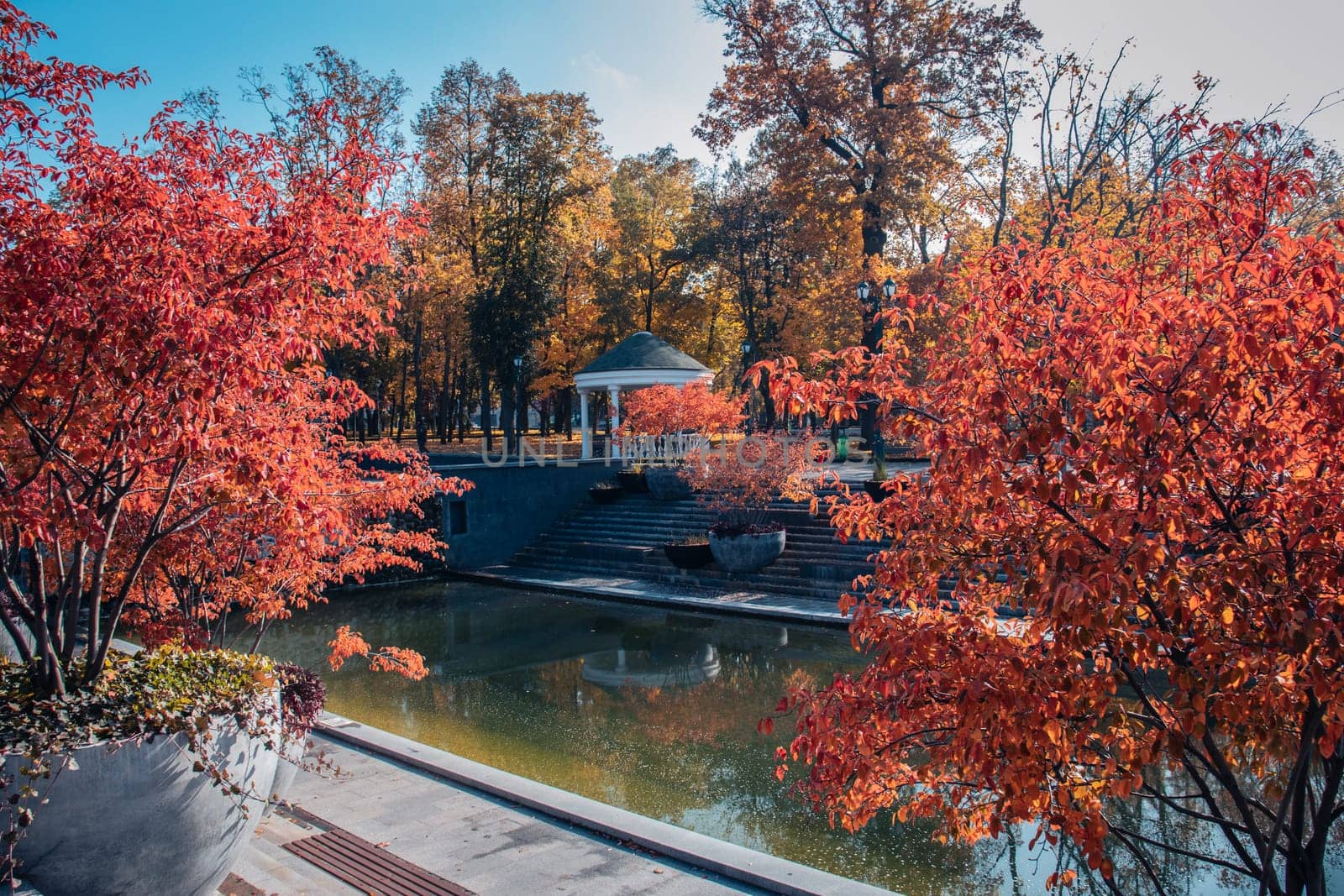 Autumn sunny morning near water concept photo. Fall season, red trees in a pots. by _Nataly_Nati_