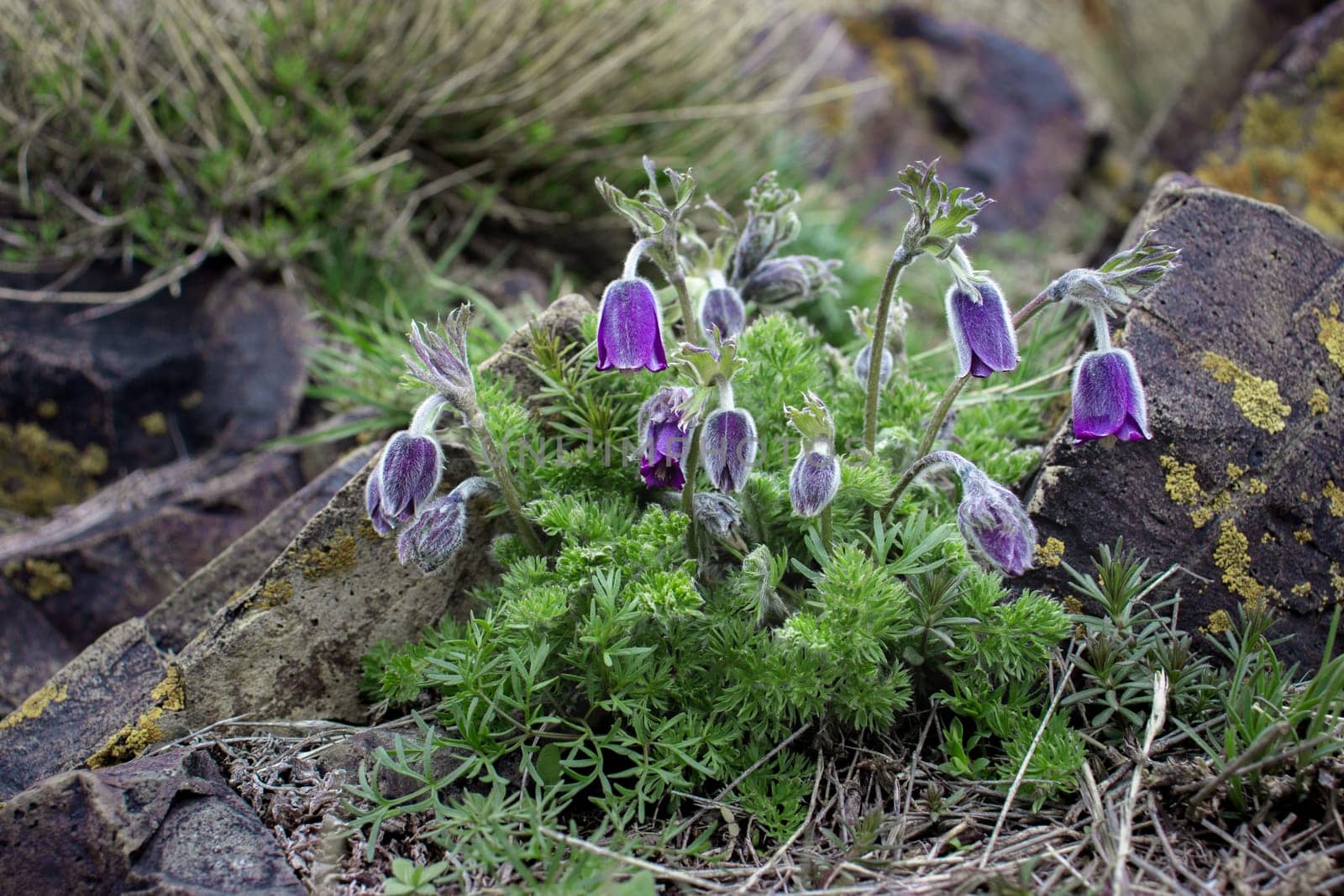 Dream-grass is the most beautiful spring flower. Pulsatilla blooms by _Nataly_Nati_