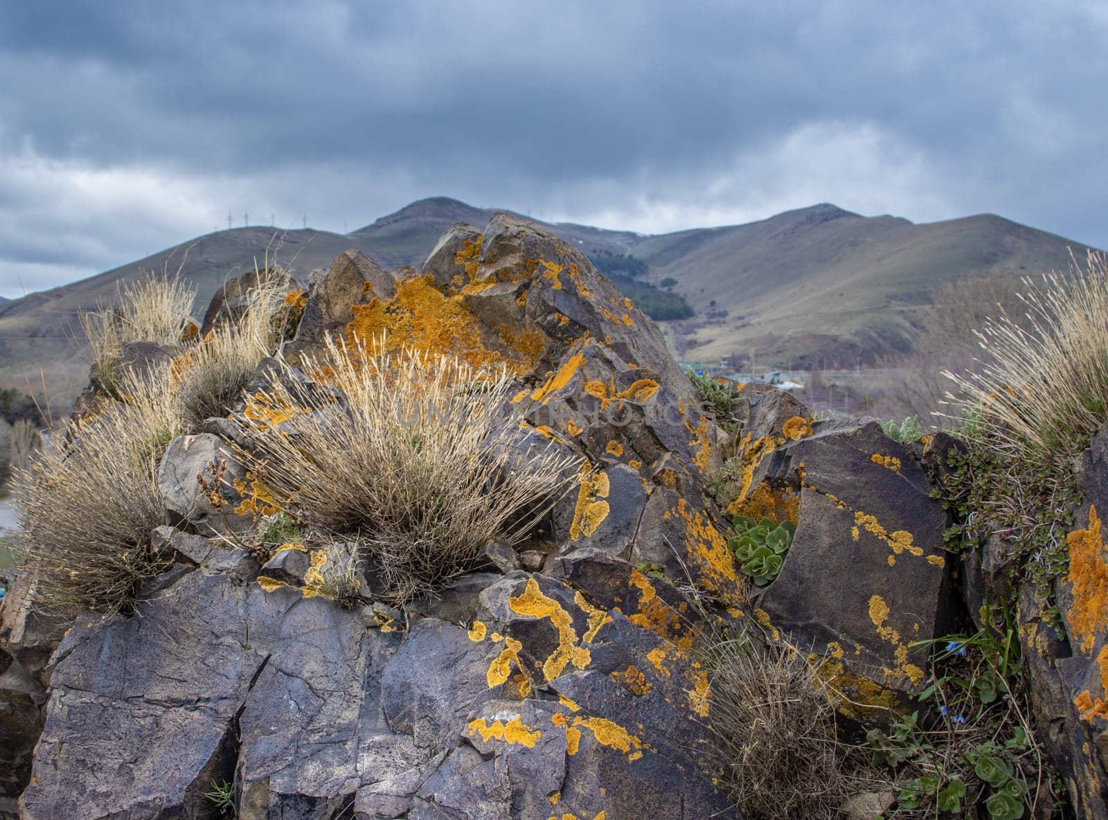 Bunch of dry grass on the rocks concept photo. Plant surrounded by rocks in mountains. High quality picture for wallpaper