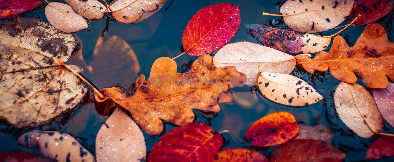 Close up view of a garden pond with autumn leaves concept photo. Colorful leaves under rain. by _Nataly_Nati_