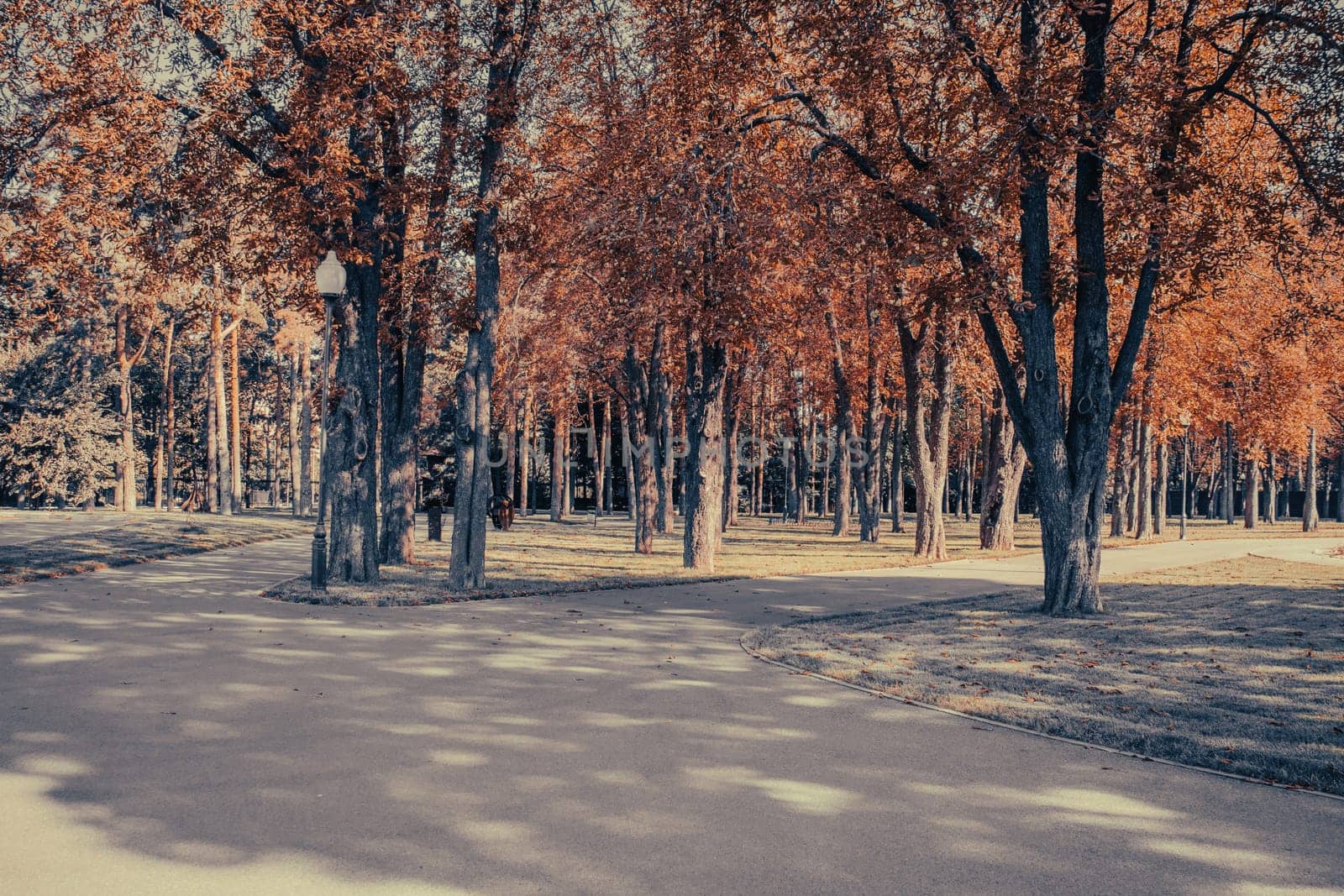 Beautiful landscape with autumn trees and pathway in sunny park. Autumnal park, fall season, natural background. Idyllic scene. High quality picture for wallpaper, travel blog, magazine, article