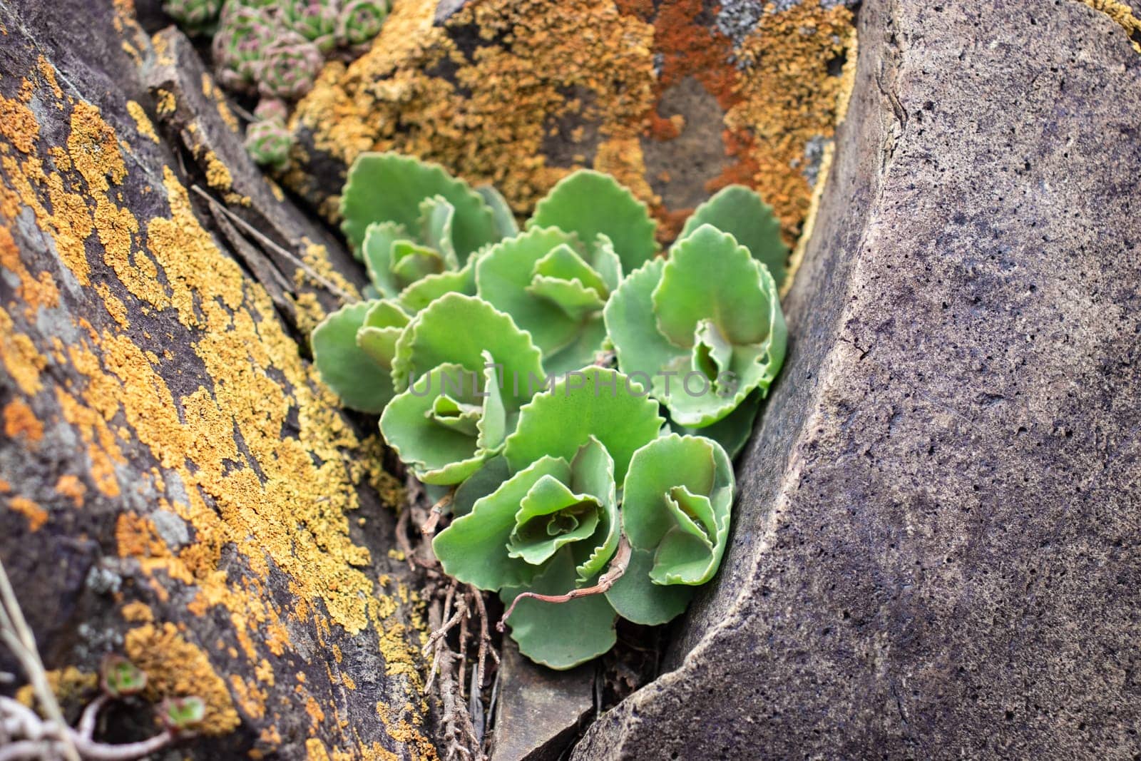 Close up green rock rose cactus on the rocks concept photo. by _Nataly_Nati_