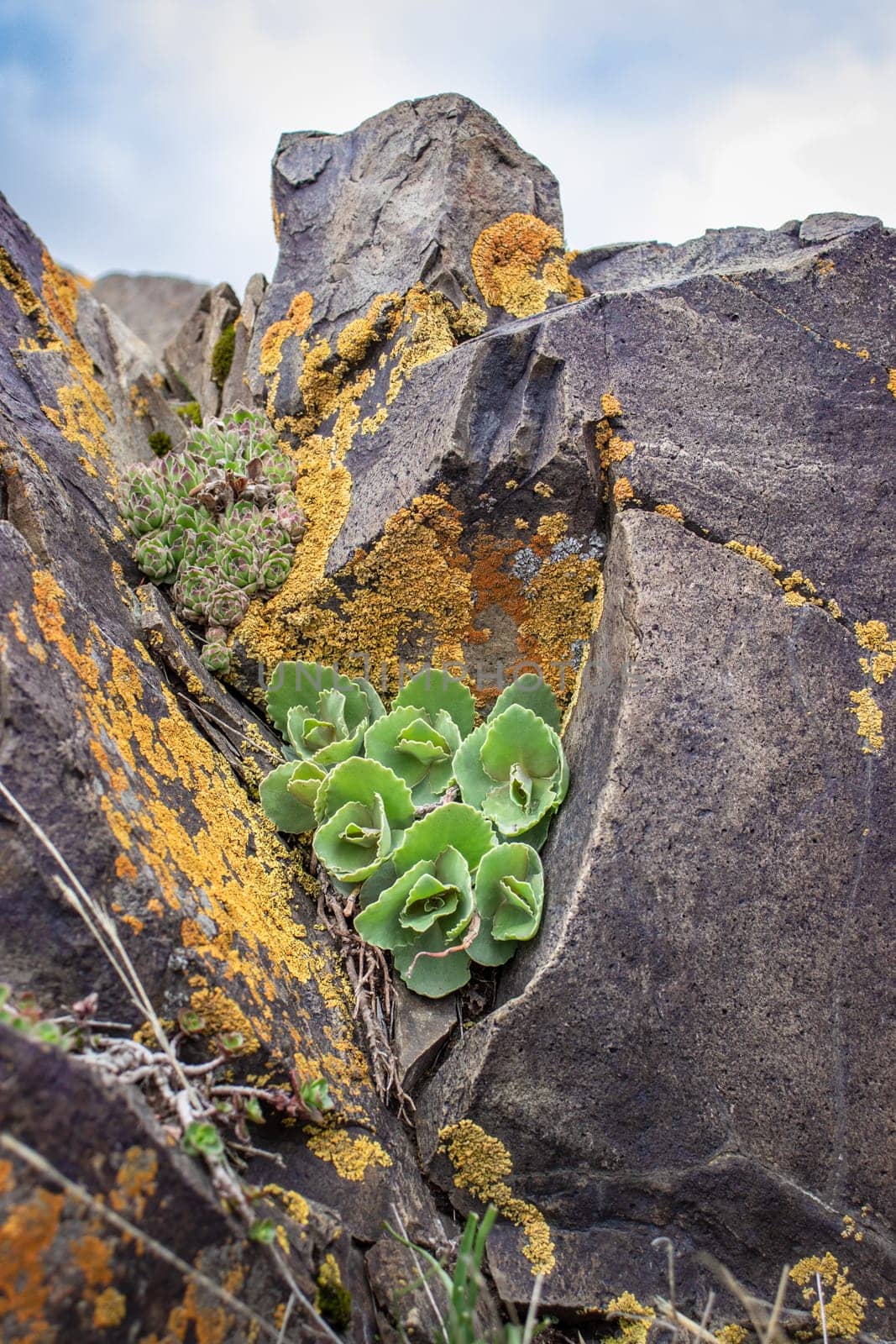 Close up succulent on the rocks concept photo. Plant surrounded by rocks in mountains. High quality picture for wallpaper