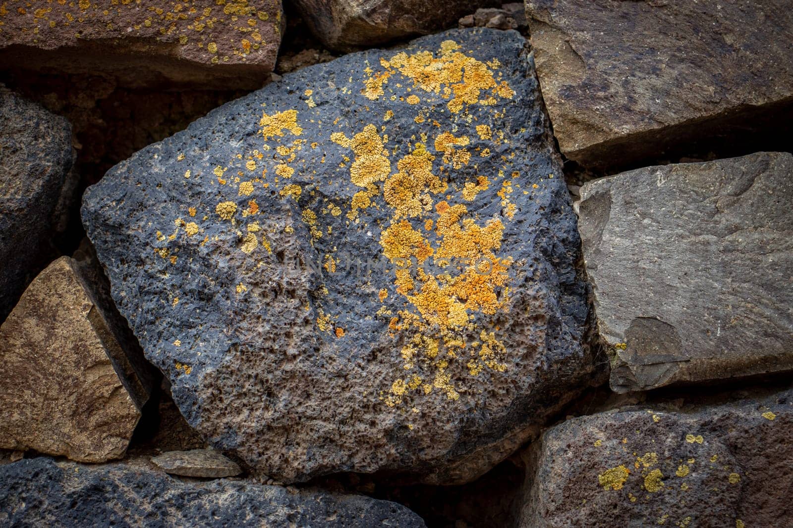 Close up yellow lichen cover the rough stone wall concept photo. Show with macro view. Rocks full of the moss texture in nature for wallpaper.