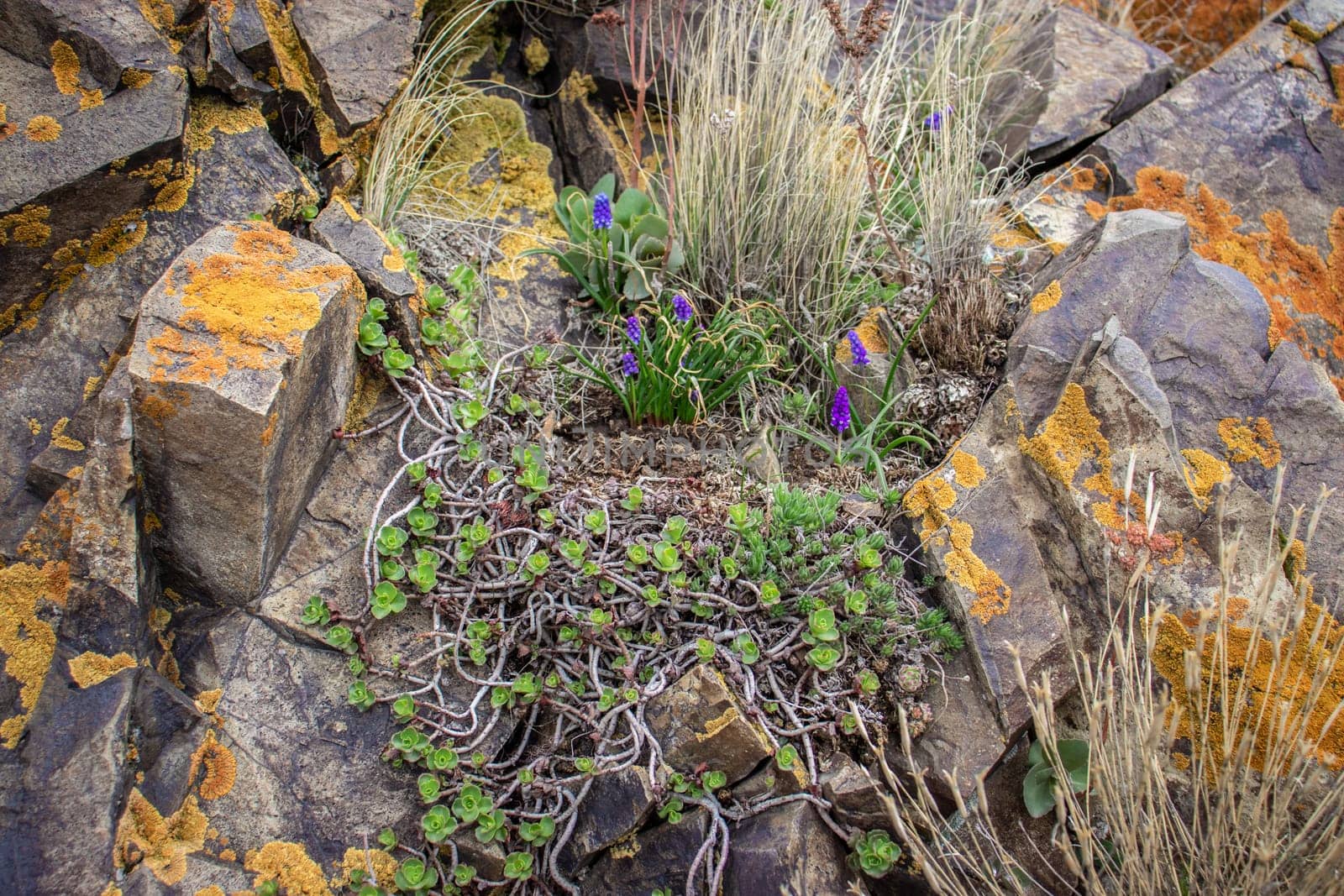 Close up succulent on the rocks concept photo. Outdoor plant surrounded by stones in. Rocks with moss texture in nature for wallpaper.