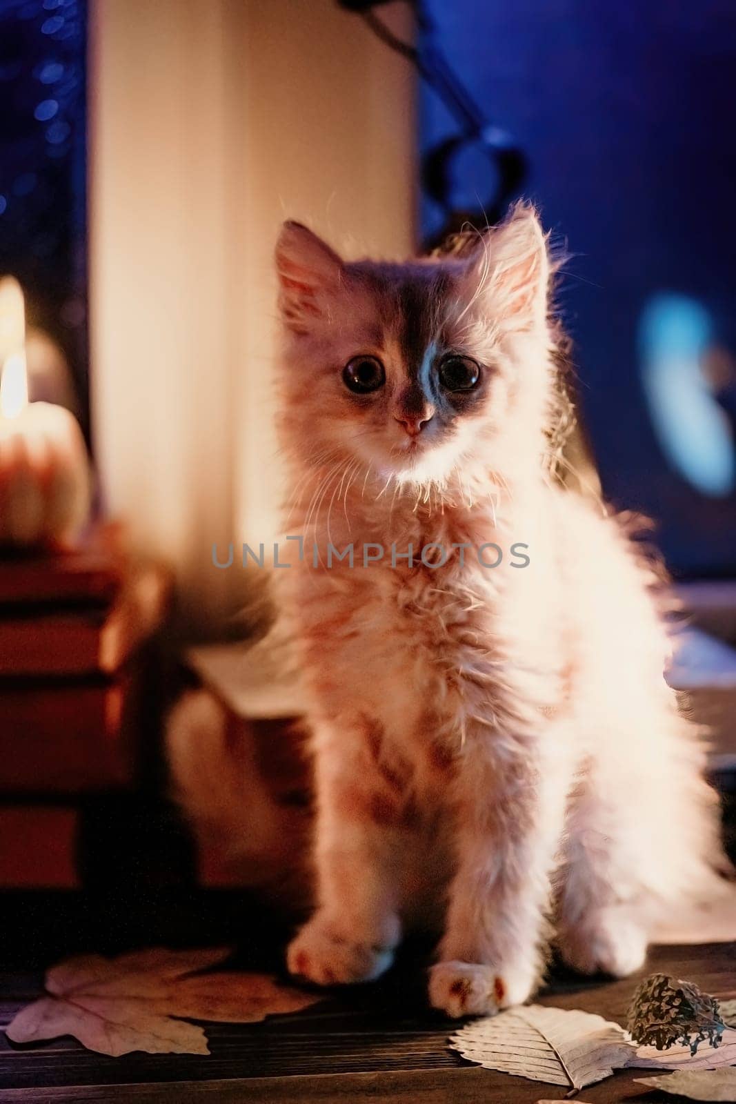 Little kitten sitting near books stacked by rainy window. Cute pumpkin candles by kristina_kokhanova