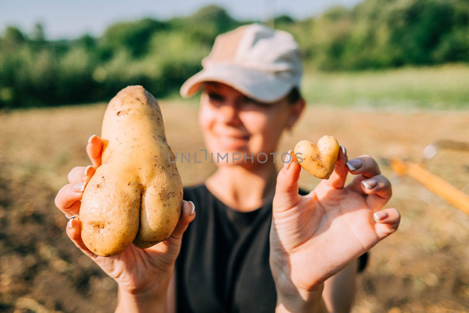 Woman picks heart shaped potato - vegetable on garden. Healthy and tasty product, vitamins. Harvest, hand labor. High quality photo