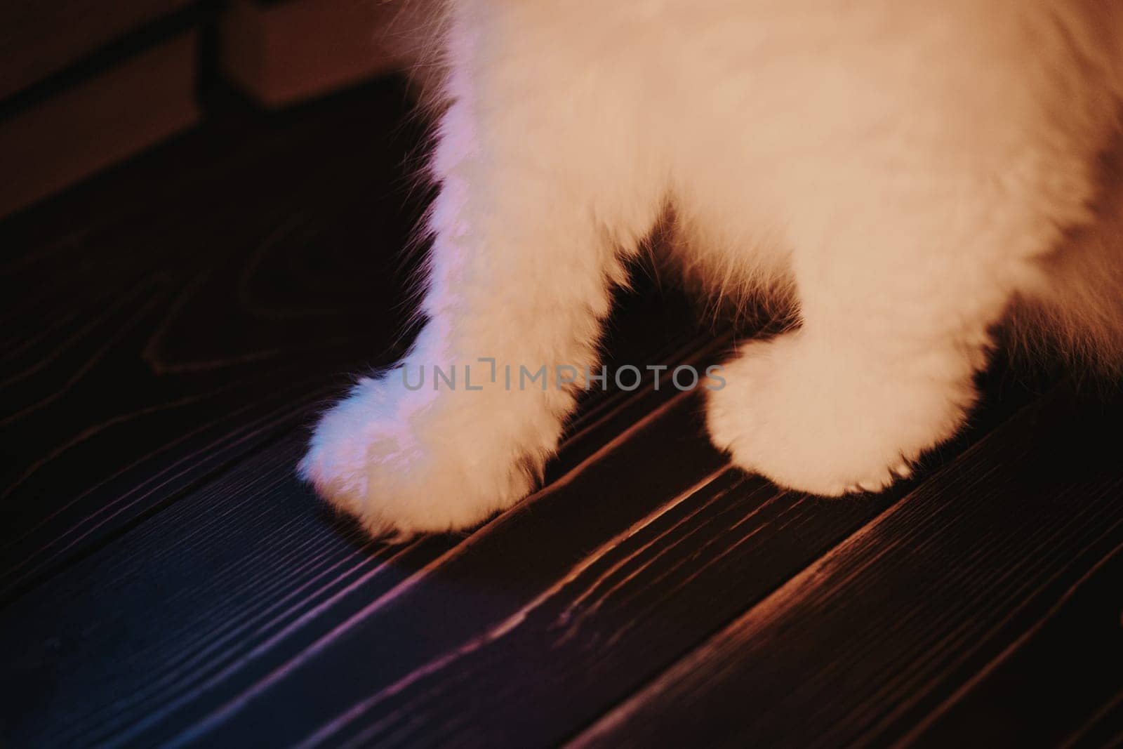 White fluffy cats paws on wooden table at soft warm light. Pets concept. by kristina_kokhanova