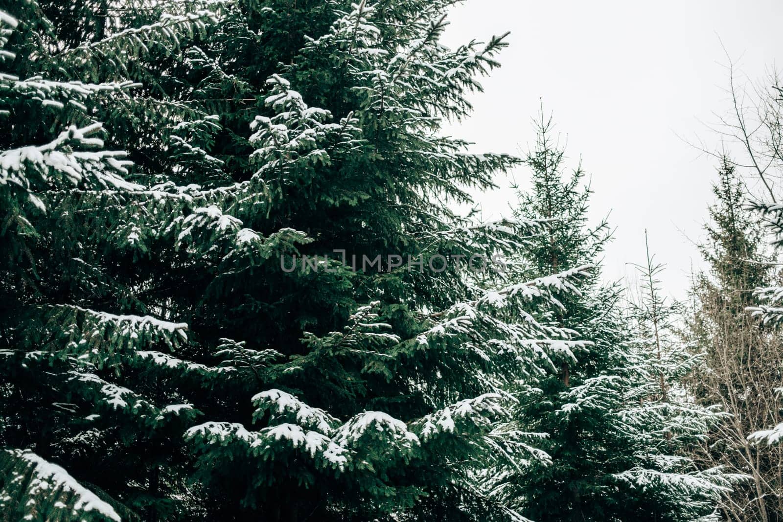 Pine,evergreen spruce branches covered by snow,hoarfrost. Snowbound conifer tree by kristina_kokhanova