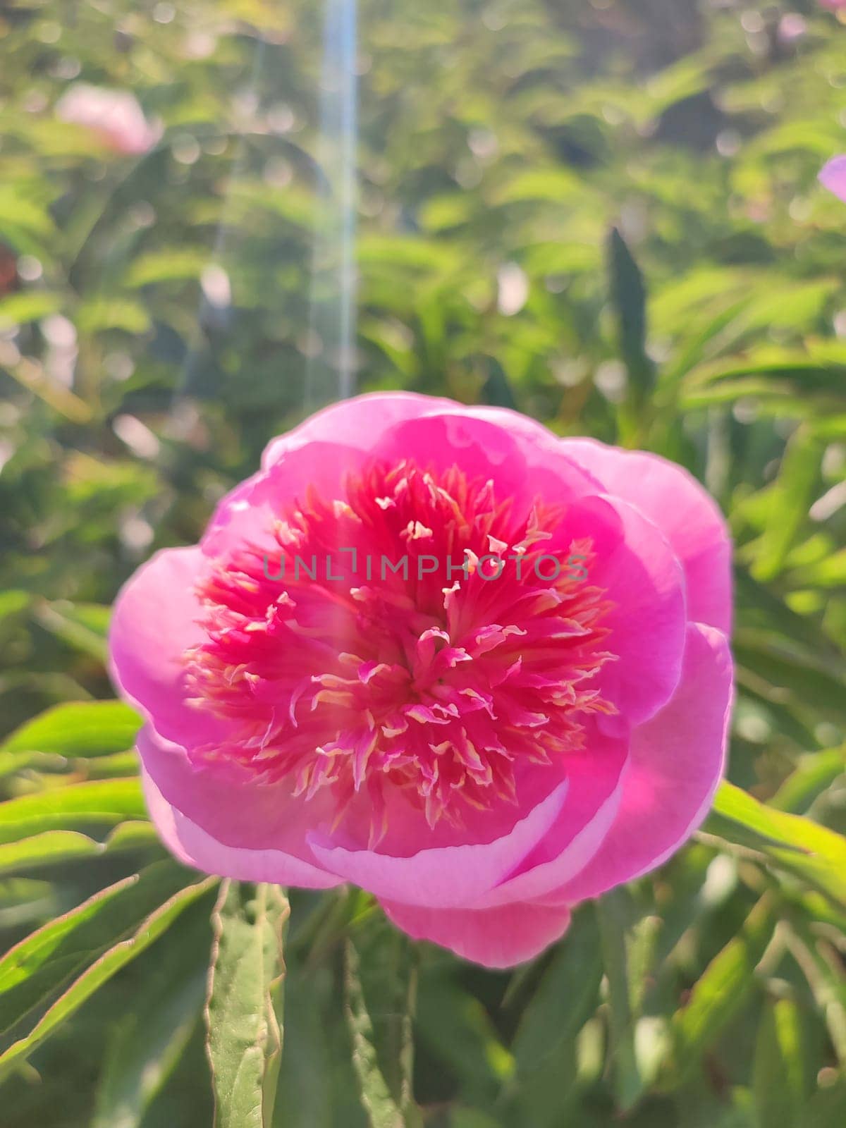 Large big peony flower with large petals of pink crimson red color with stamens and green leaves close-up. Beautiful blossoming of beautiful Peony flower. Beautiful flower peony blossom in spring