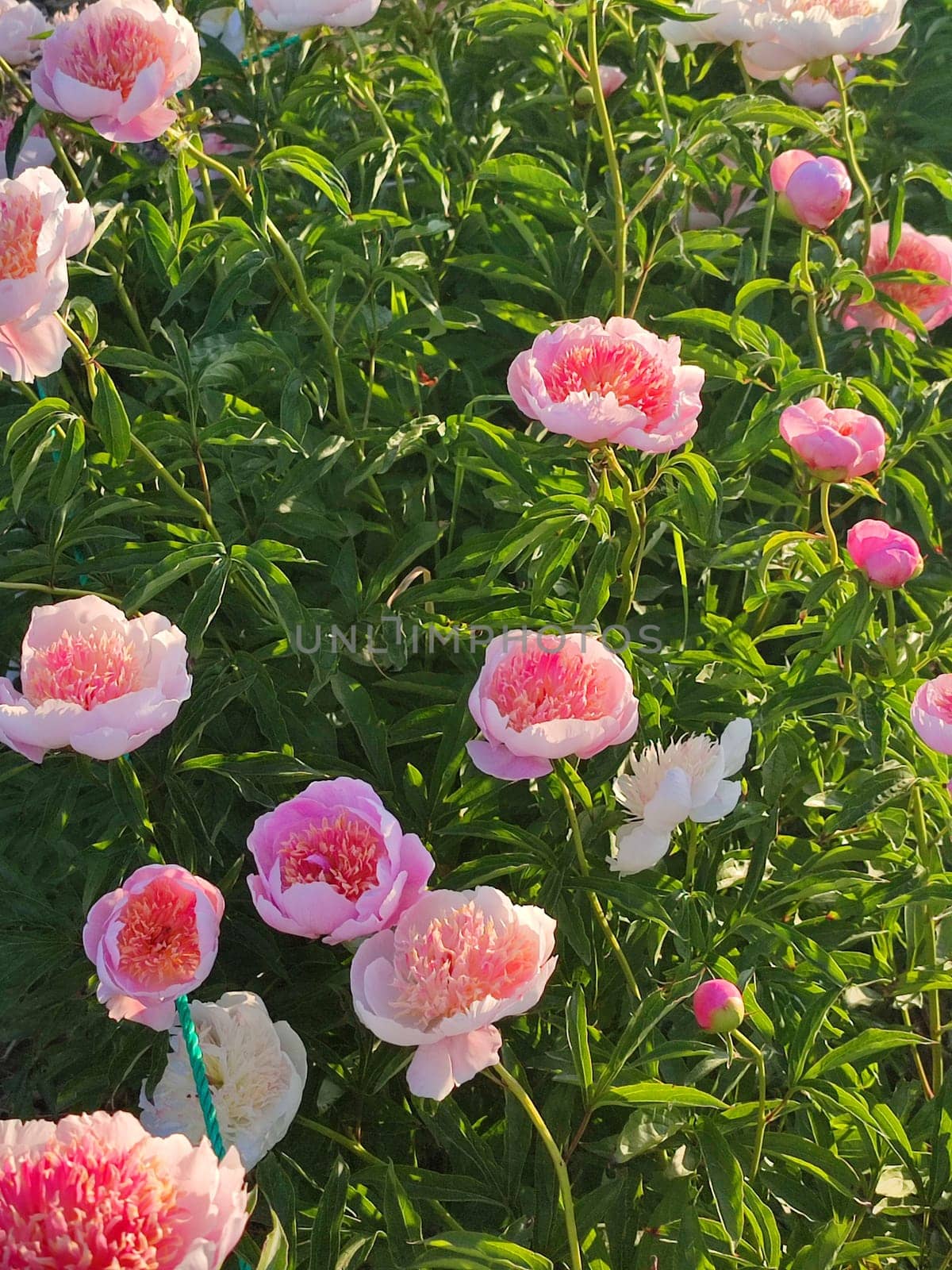 Large big peony flower with large petals of pink crimson red color with stamens and green leaves. Beautiful blossoming of beautiful Peony flower. Beautiful flower peony blossom in spring