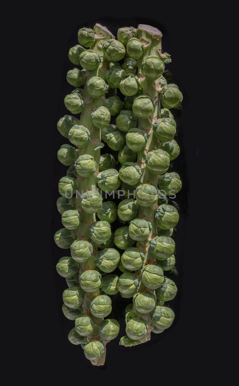 Fresh raw organic green brussel sprouts on stalks with Natural sunlight. Brussel Sprouts Groninger vegetable, Uncooked Rosenkaal Brussel sprouts, Space for text, Selective focus.
