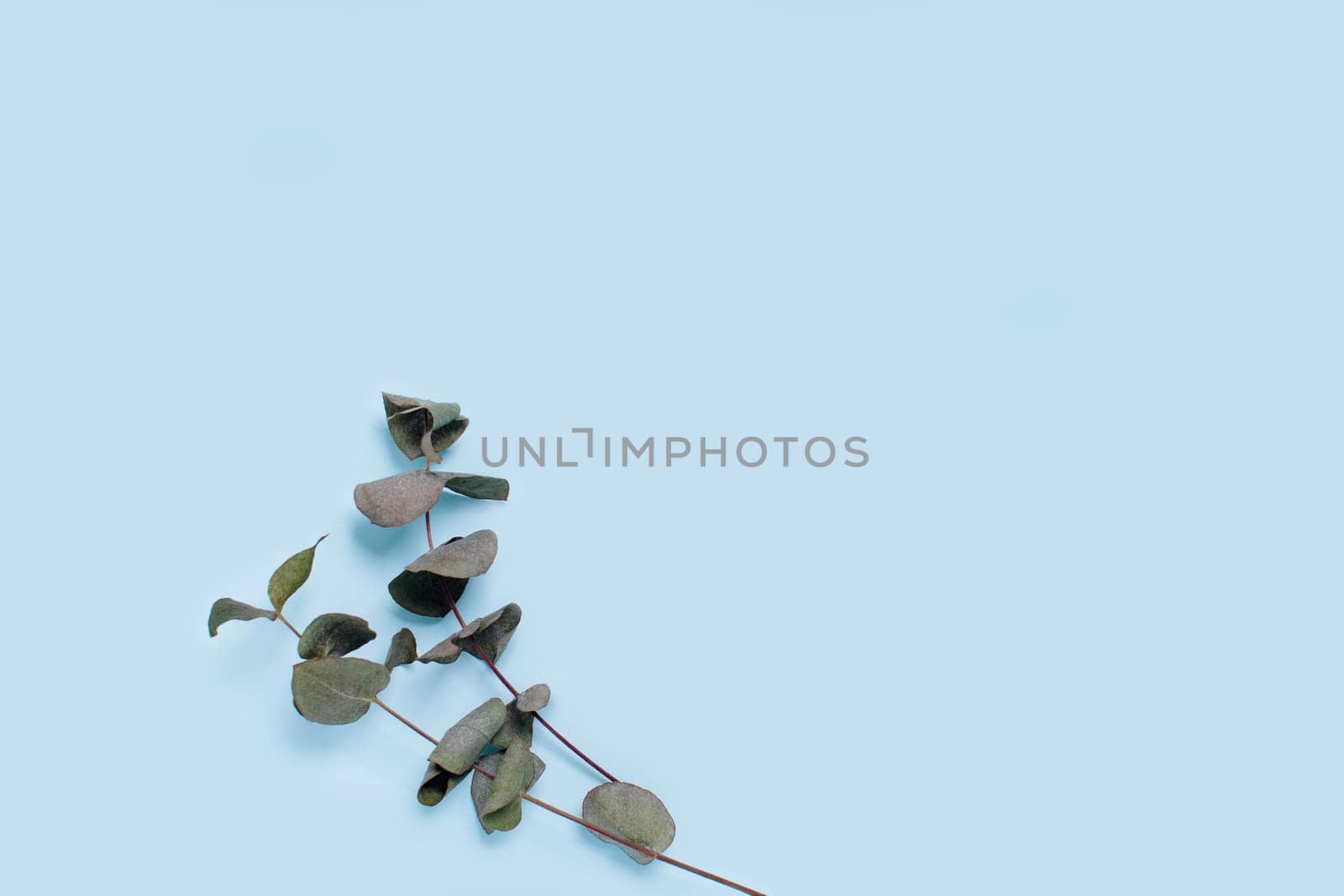 Two sprigs of eucalyptus on blue background.
