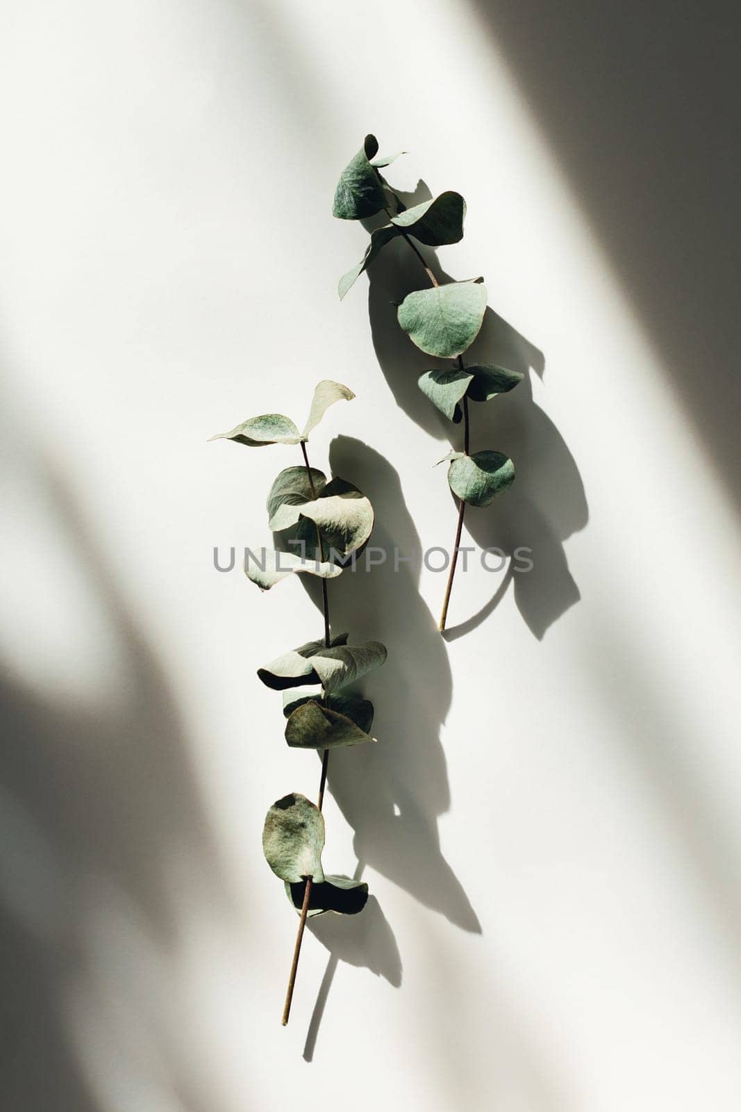 Sprigs of eucalyptus on white background in sunlights.