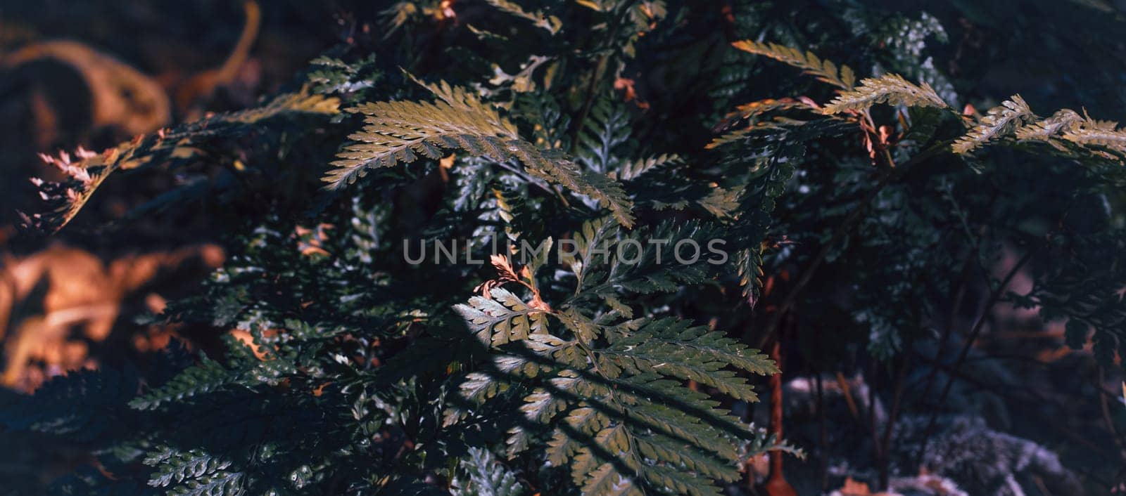 Beautiful ferns foliage background under sunlight photo. Natural flower fern leaves photo. Fern green plant background. Bright green leaves texture. Selective focus. High quality picture for wallpaper, travel blog.