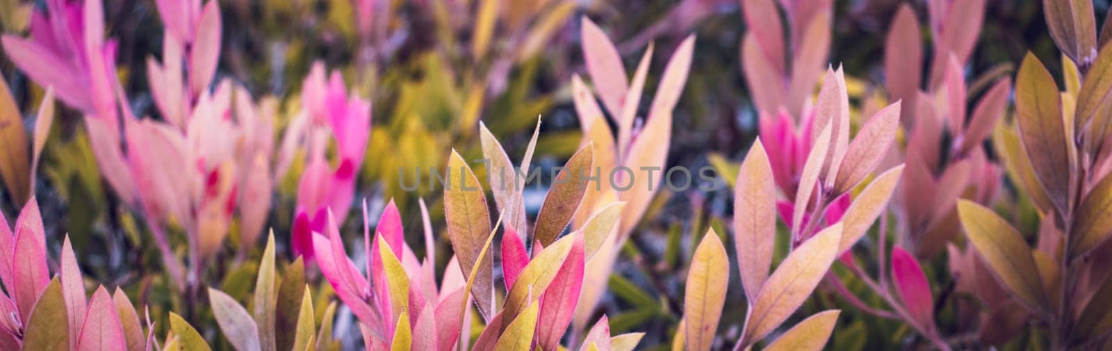 Close up pink leaves autumnal shrub photo. Colorful Euonymus bush in the garden concept photography. Countryside at autumn season. Garden blossom morning. High quality picture for wallpaper, article