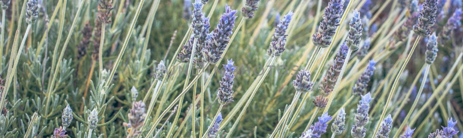 Lavender flowers blooming meadow in countryside. Natural aromatic herbs in the morning field. Beautiful nature scenery photography. Idyllic scene. High quality picture for wallpaper, article