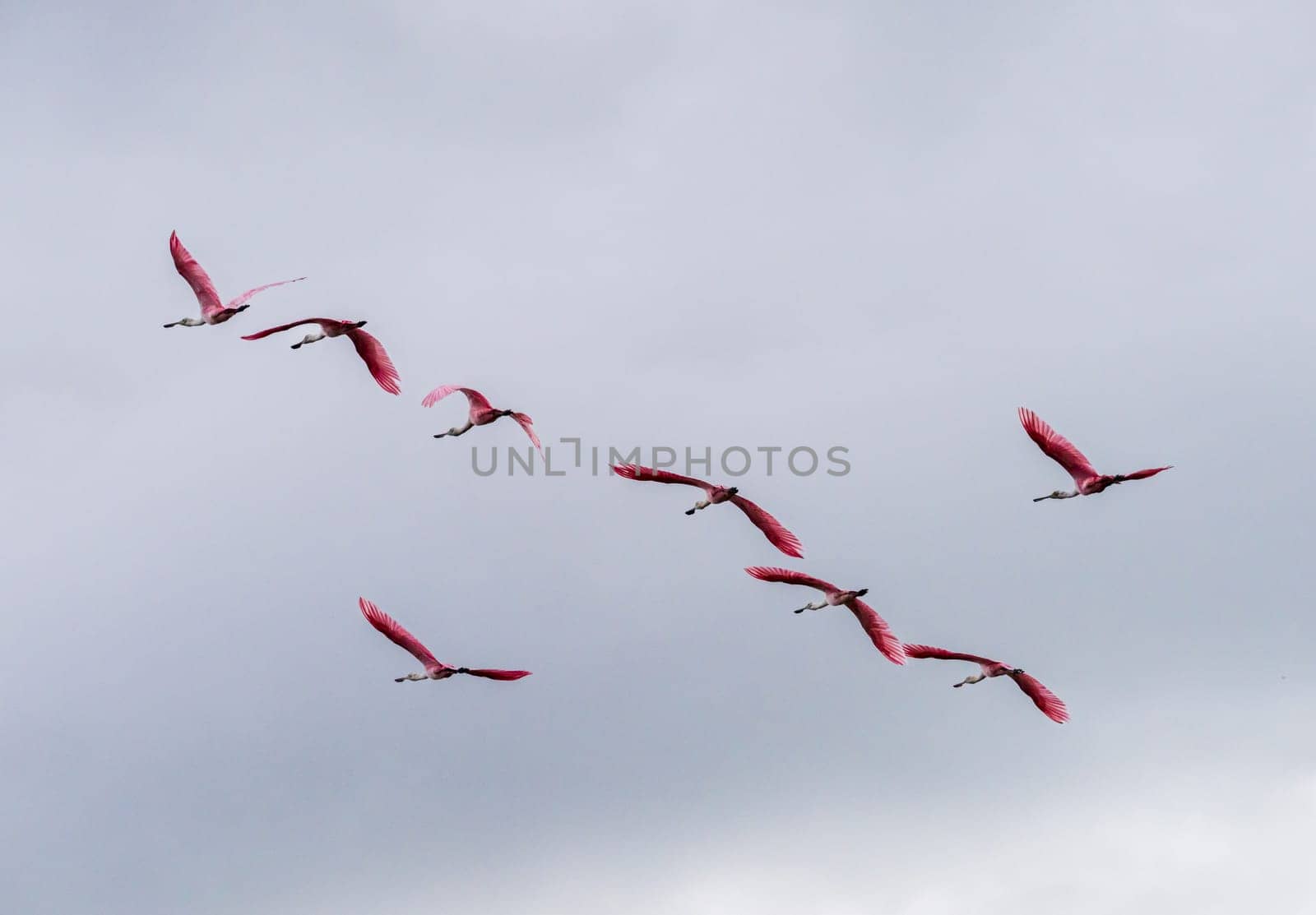 Flock of Roseate spoonbill birds taking flight in Atchafalaya basin by steheap