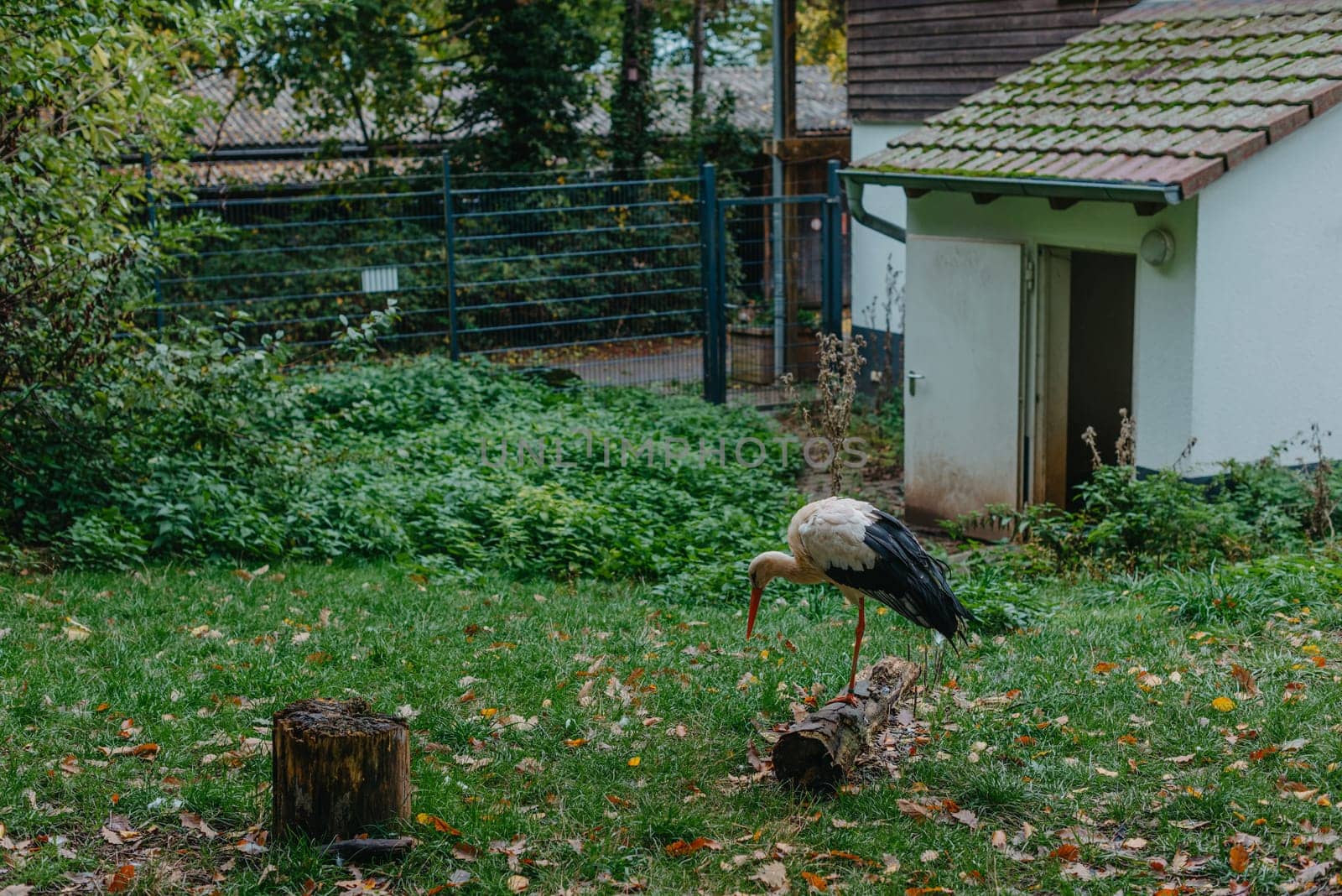 Stork Cleans Feathers Standing On One Leg. Autumn Park. Stork cleans feathers on bank of river in sunny day. Life of wild bird, animals. Wildlife. Selective focus. A portrait of a white stork with a broken wing and preening its feathers