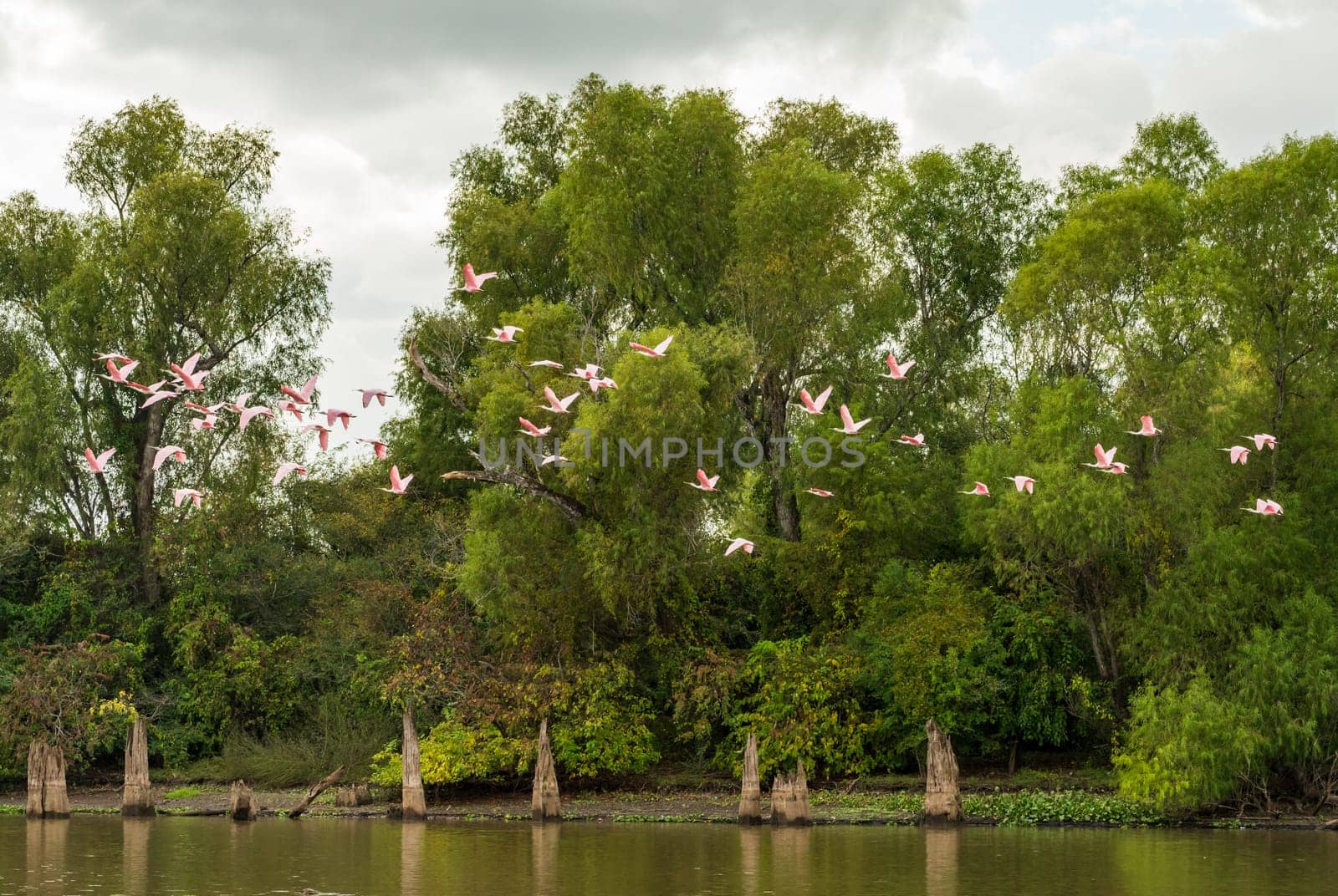 Large flock of Roseate spoonbill birds taking flight by the bald cypress and calm waters of Atchafalaya Basin near Baton Rouge Louisiana