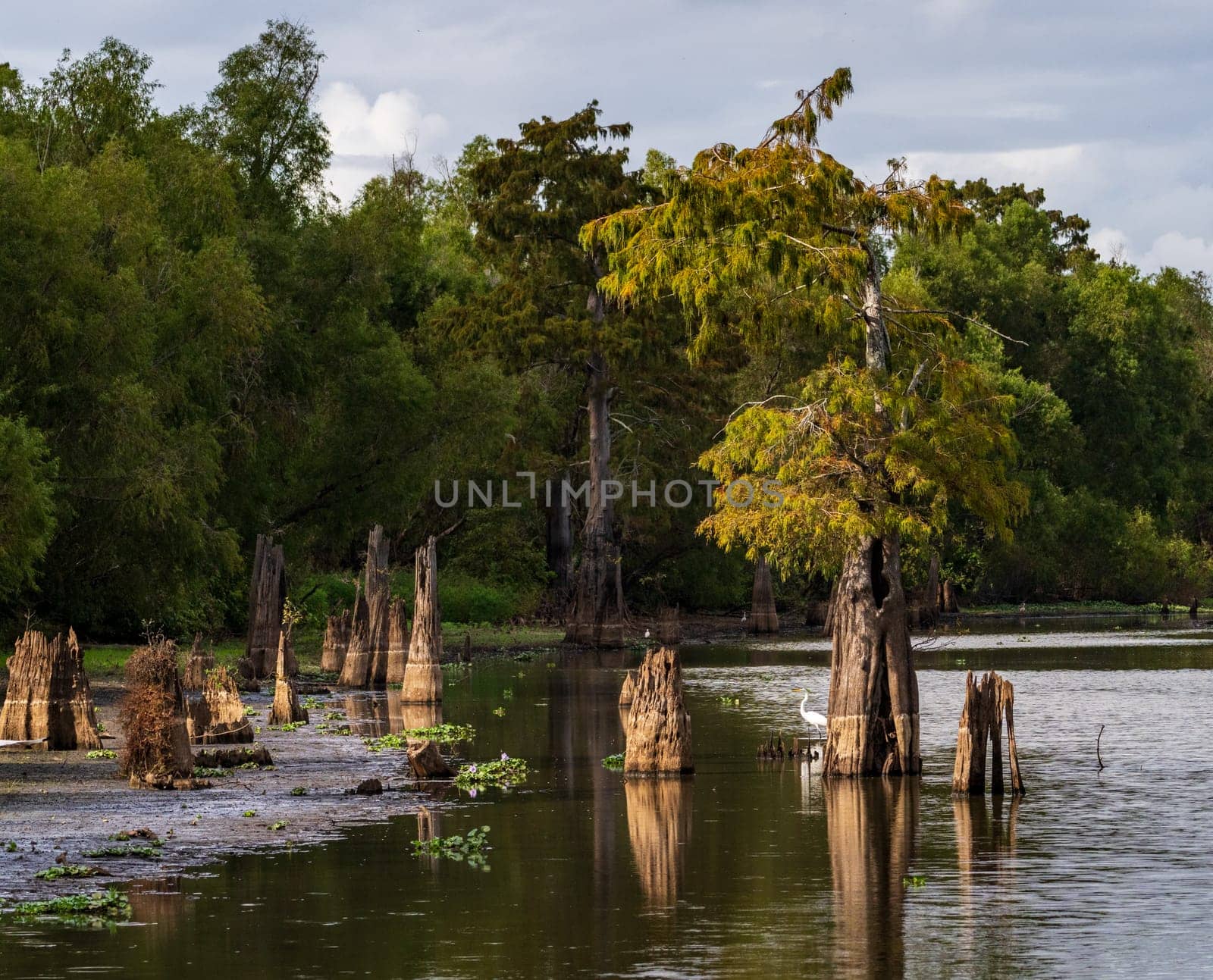 Stumps of bald cypress trees rise out of water in Atchafalaya basin by steheap