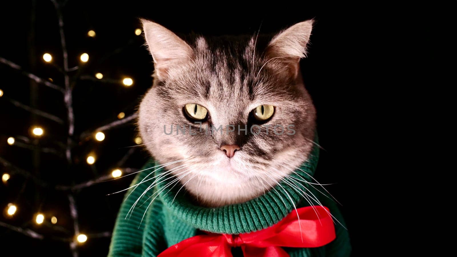 Scottish straight eared cat in green sweater and red tie bow on Happy New Year's holiday, celebrating Merry Christmas. Pet sitting on the black background