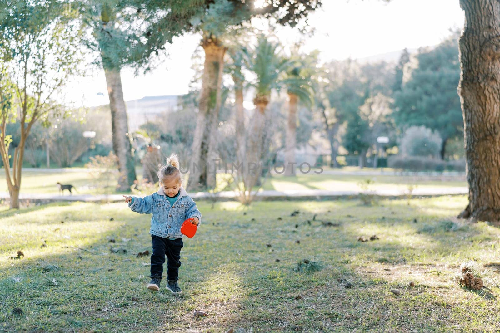 Little girl with a red bag in her hand walks along the green grass among pine cones in the park by Nadtochiy