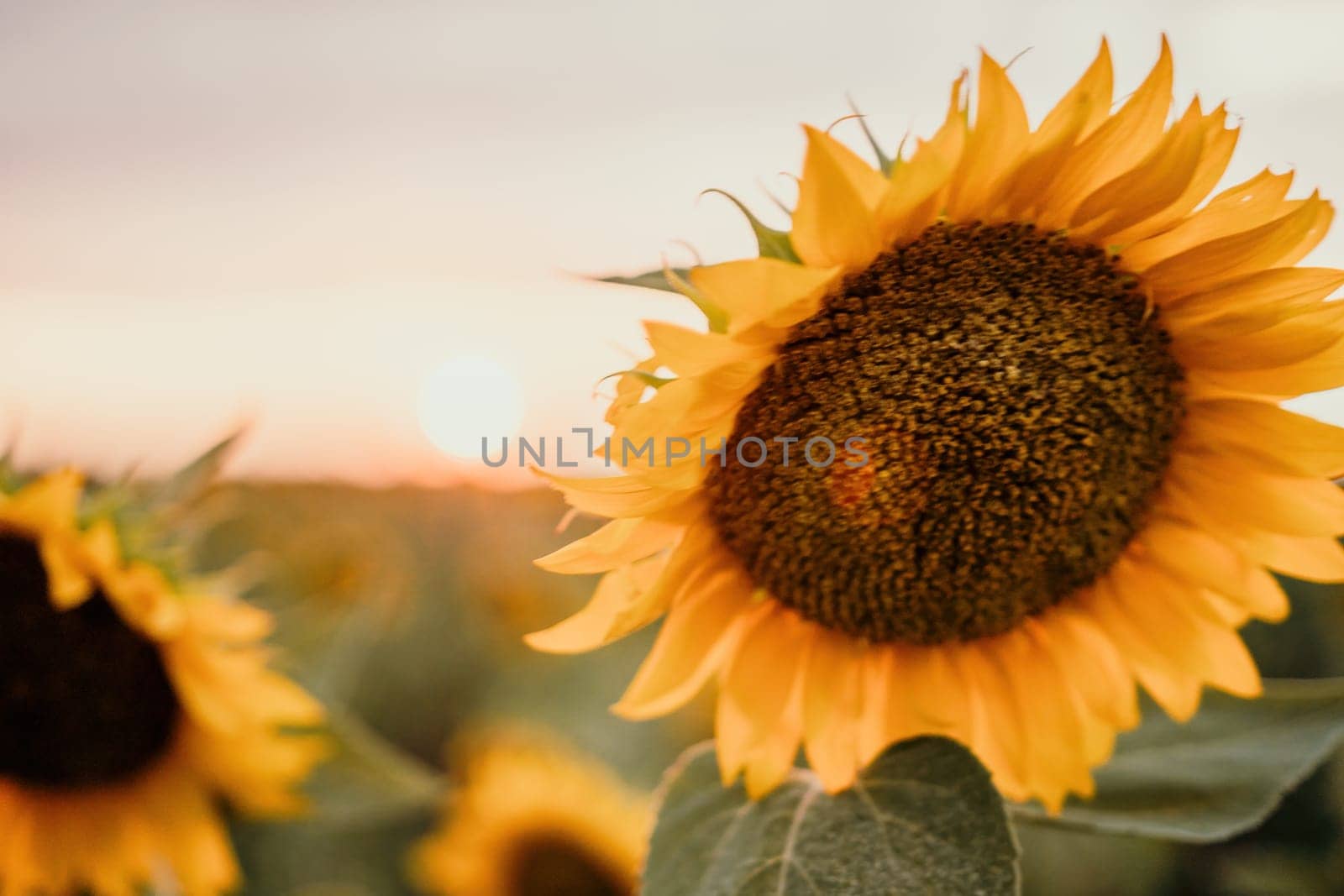 Close-up of a sunflower growing in a field of sunflowers during a nice sunny summer day with some clouds. Helianthus