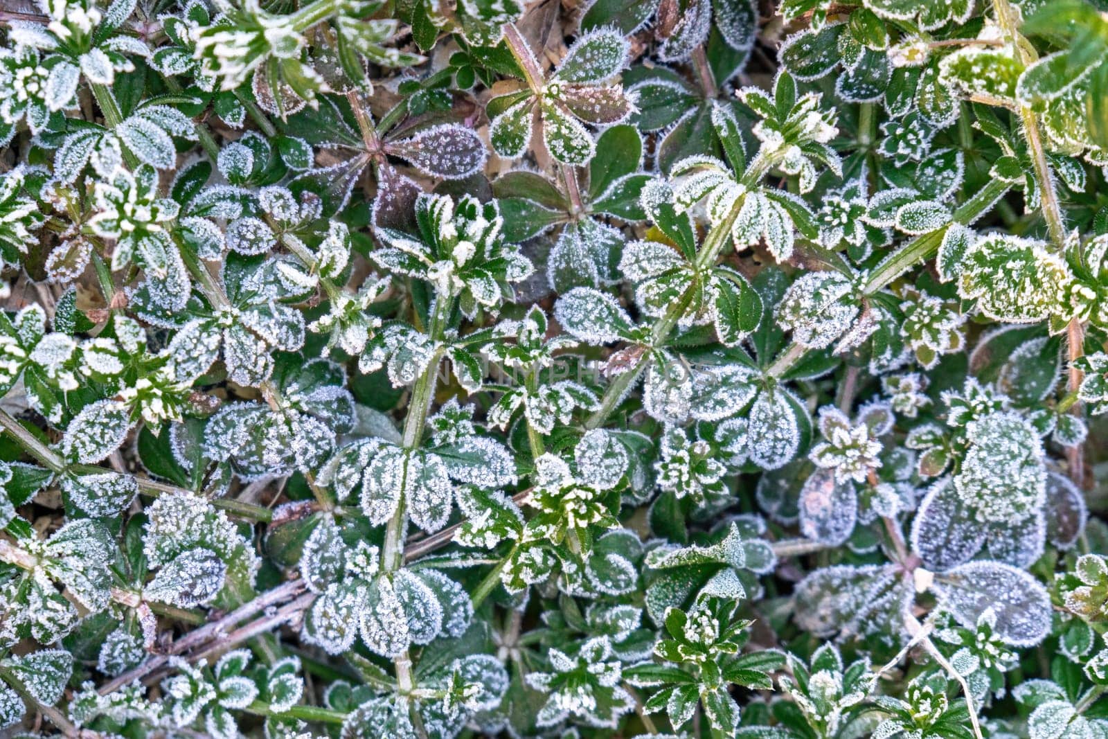 Selective focus. First frost on a frozen field plants, late autumn close-up. Beautiful abstract frozen microcosmos pattern. Freezing weather frost action in nature. Floral backdrop. by panophotograph