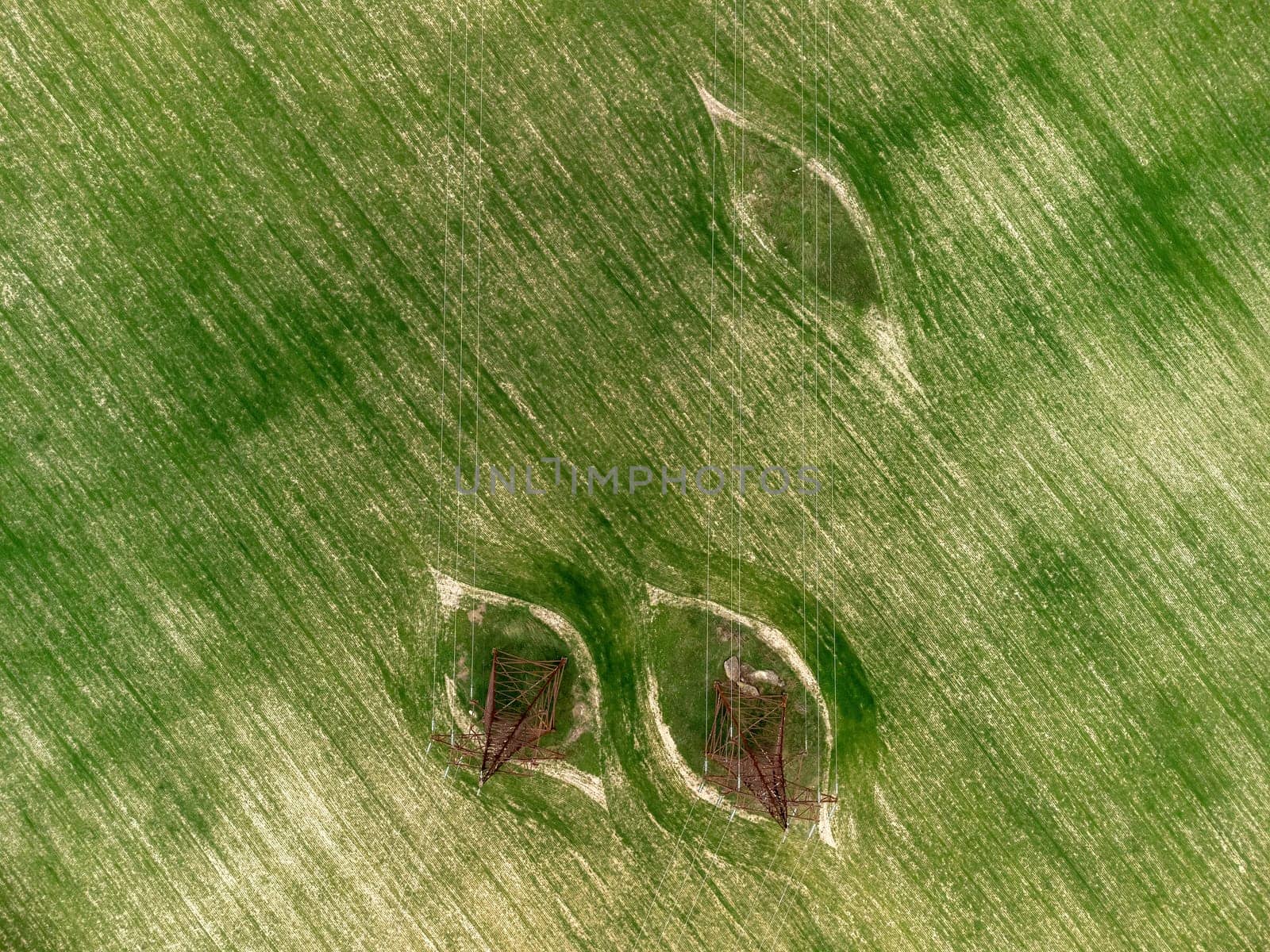 Green wheat field in countryside, close up. Field of wheat blowing in the wind at sunny spring day. Young and green Spikelets. Ears of barley crop in nature. Agronomy, industry and food production