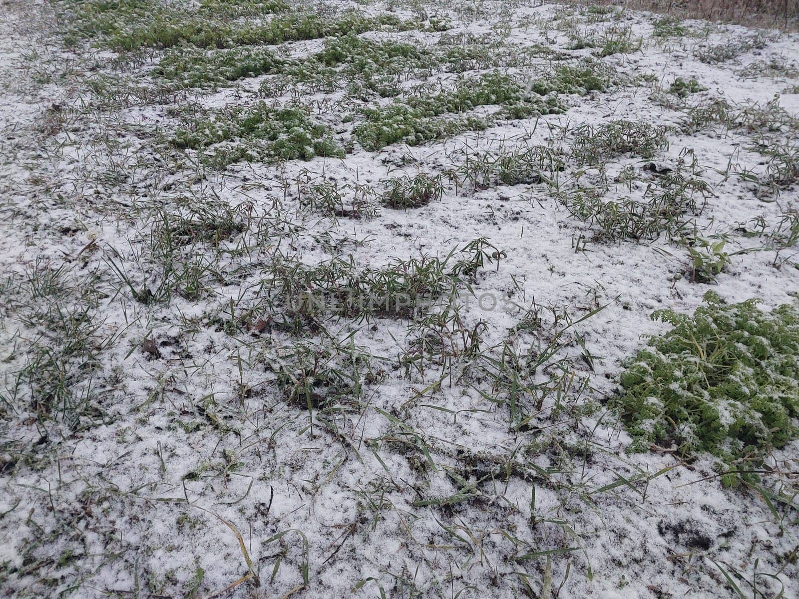 Snow fell on the garden where vegetables grow in a the village