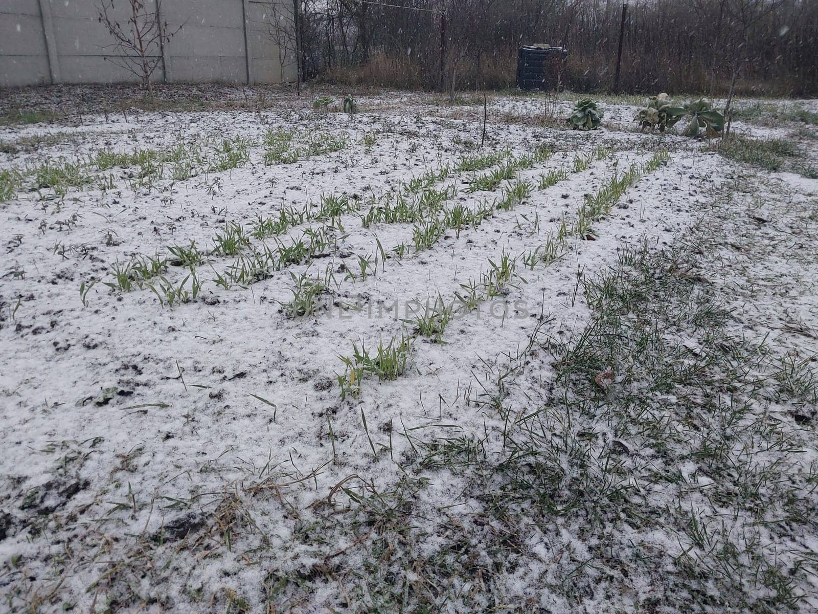 Snow fell on the garden where vegetables grow in the village by architectphd