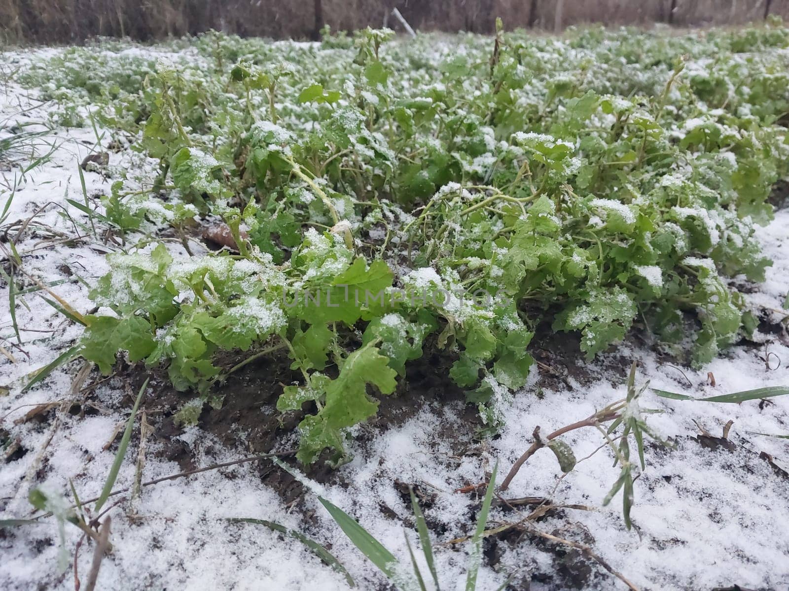 Snow fell on the garden where vegetables grow in a the village