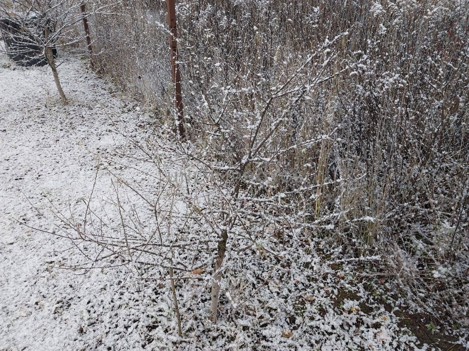 Snow fell on the garden where vegetables grow in the village by architectphd