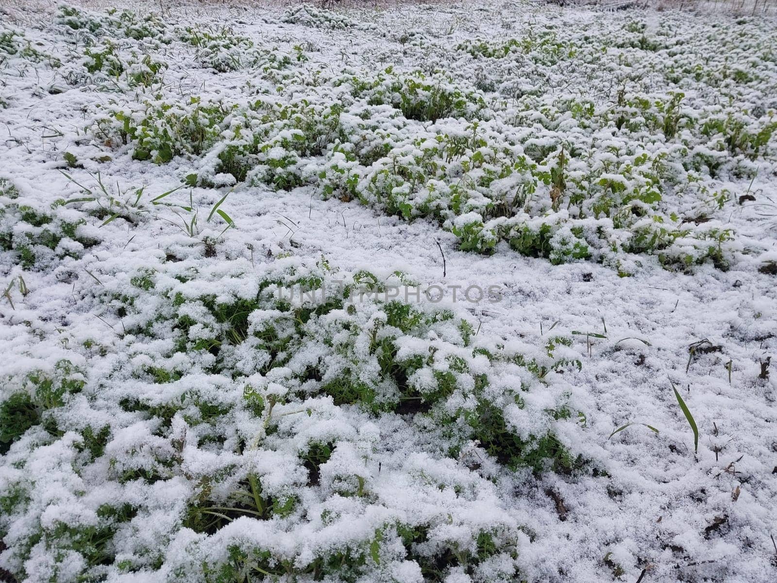 Snow fell on the garden where vegetables grow in a the village