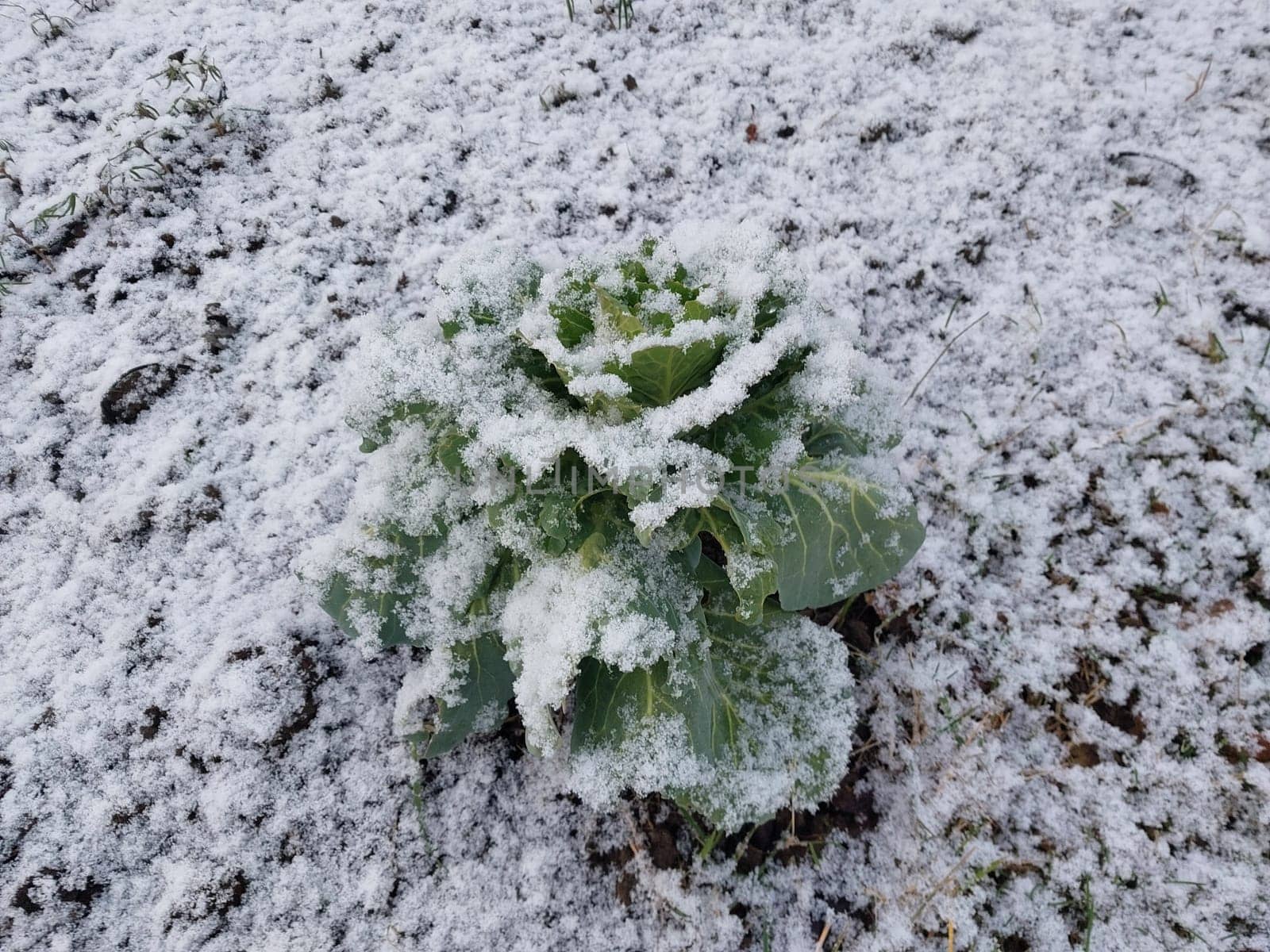 Snow fell on the garden where vegetables grow in the village by architectphd