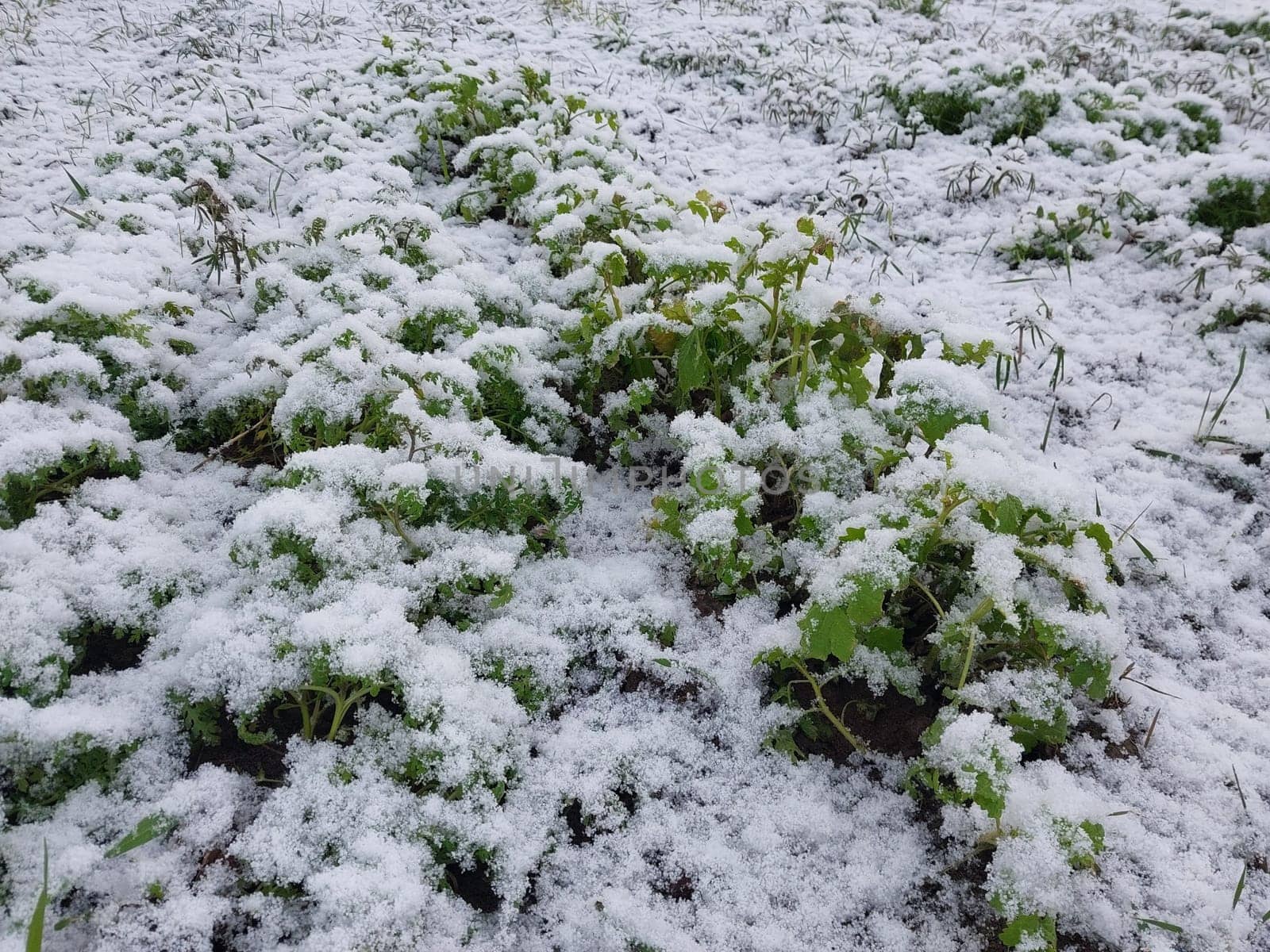 Snow fell on the garden where vegetables grow in a the village