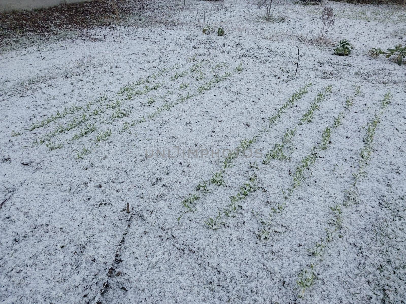 Snow fell on the garden where vegetables grow in a the village