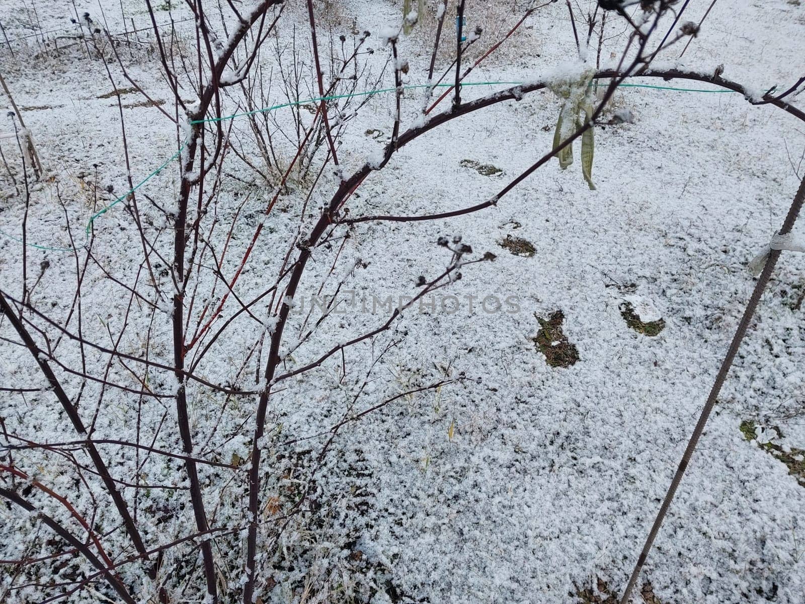 Snow fell on the garden where vegetables grow in a the village