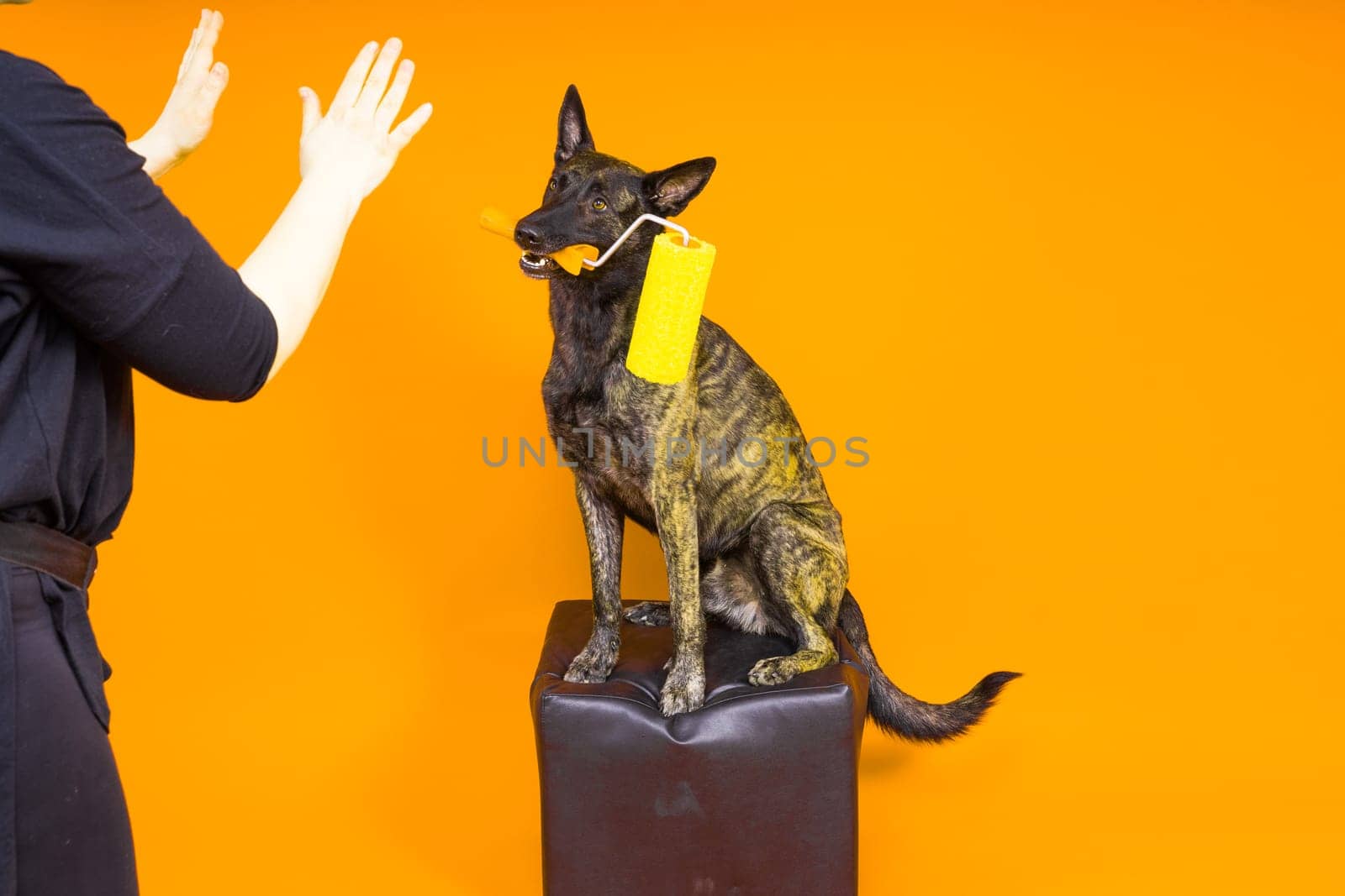 A dog builder is holding roller brusht. Red yellow background. Isolated. Dutch shepherd