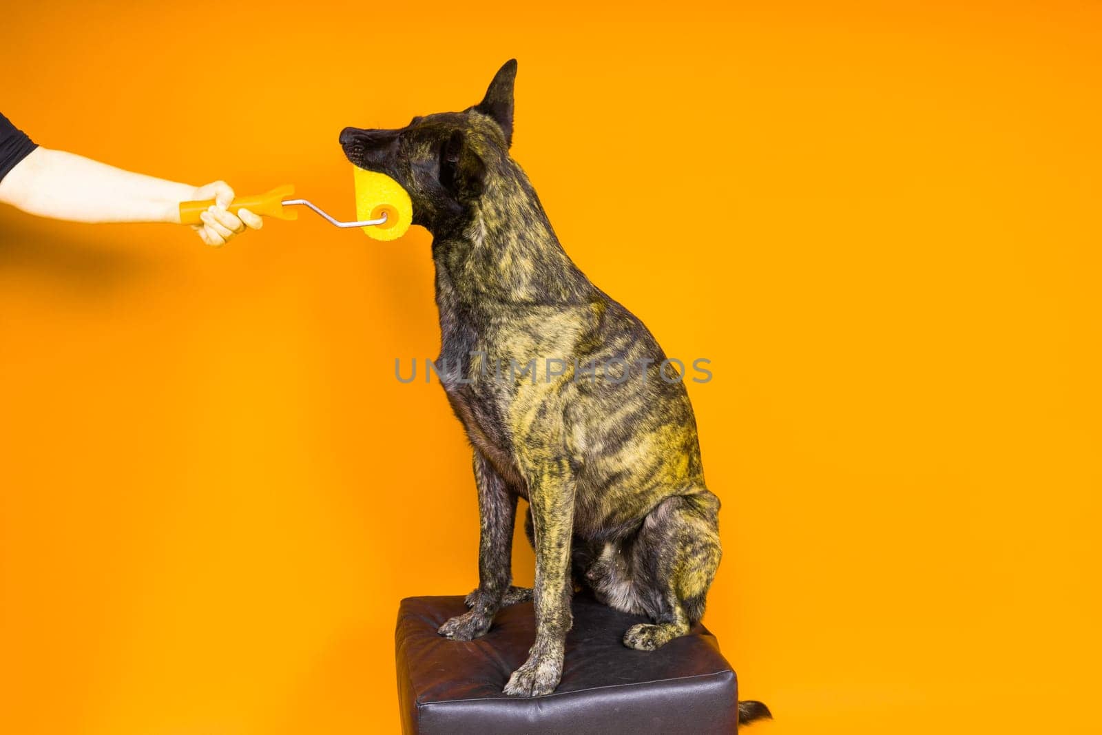 A dog builder is holding a roller brusht. Red yellow background. Isolated. Dutch shepherd by Zelenin