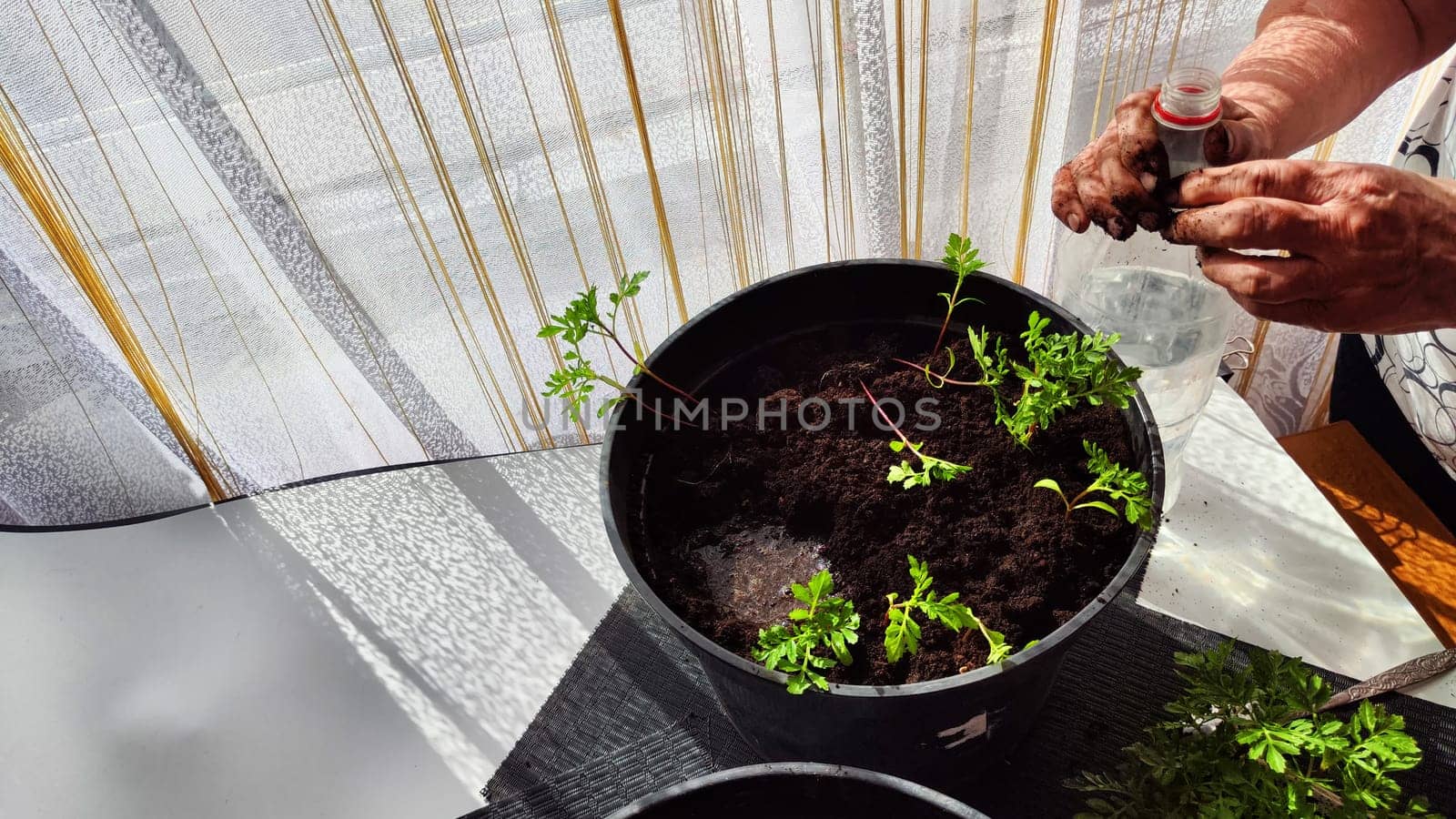 Planting marigold flowers in a pot. Reproduction of plants in spring. Young flower shoots and greenery for the garden. The hands of elderly woman, bucket of earth, green bushes and twigs with leaves