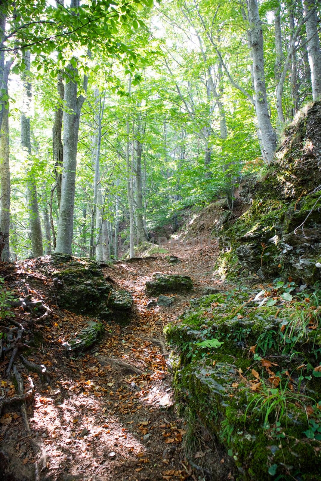 Documentation of a stretch of path in the woods by fotografiche.eu