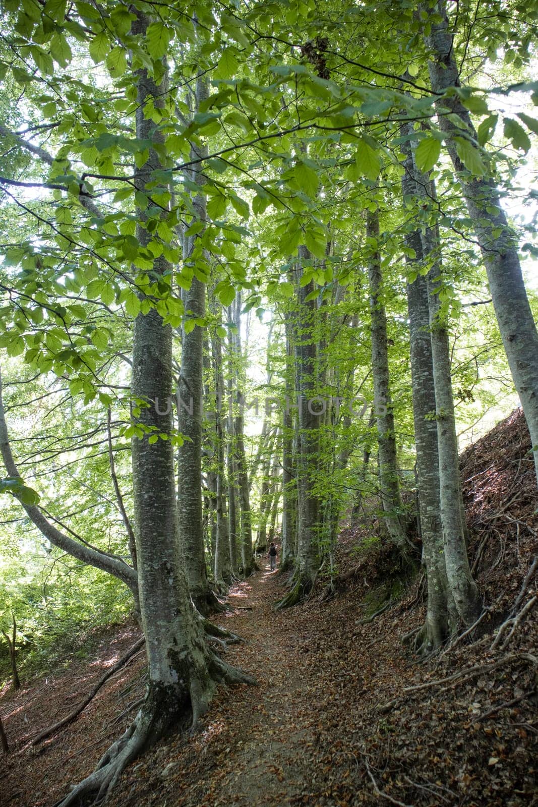 Photographic documentation of a stretch of path that crosses the woods in spring 