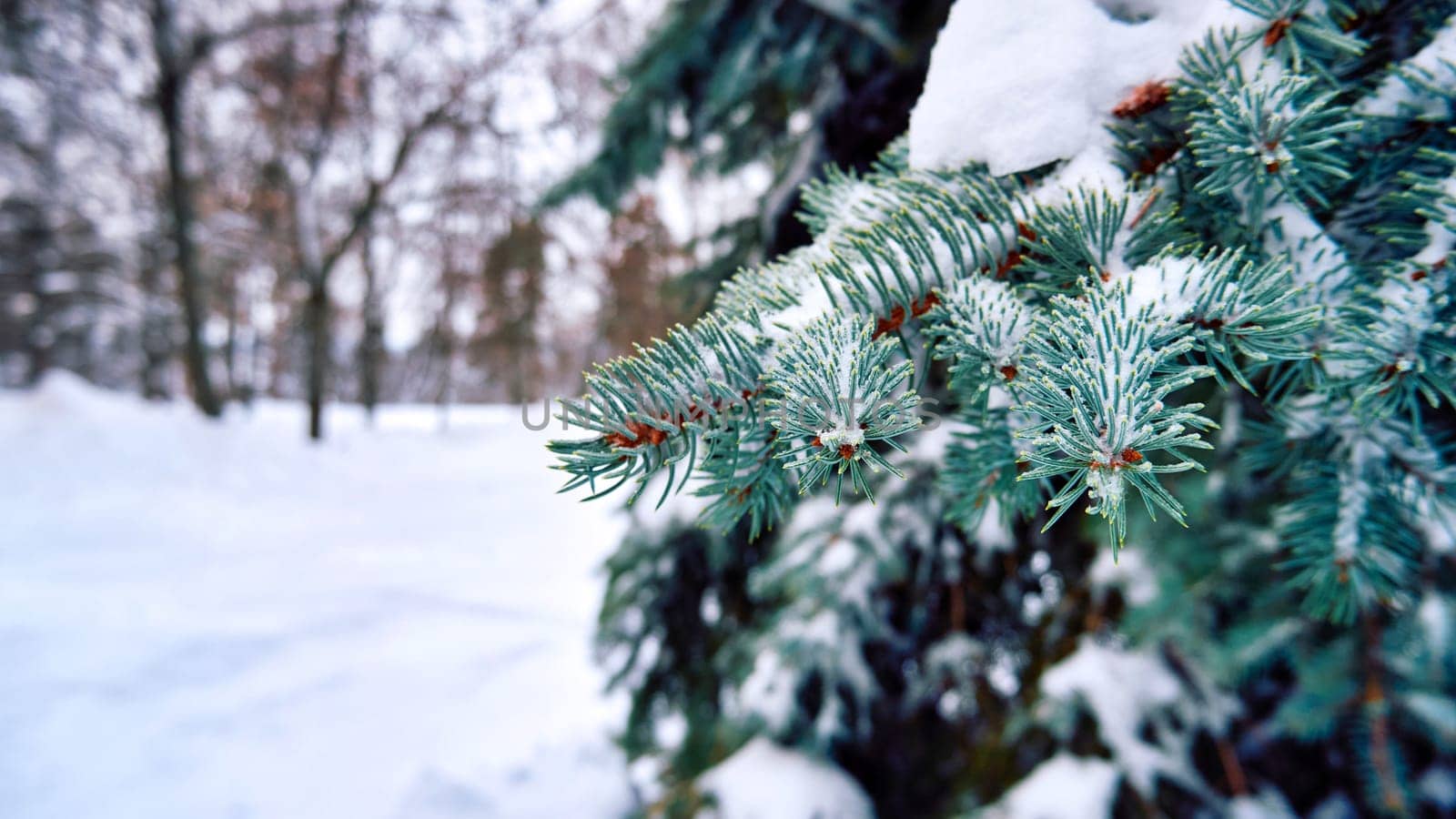 Fir branches covered with snow in the winter forest by DAndreev