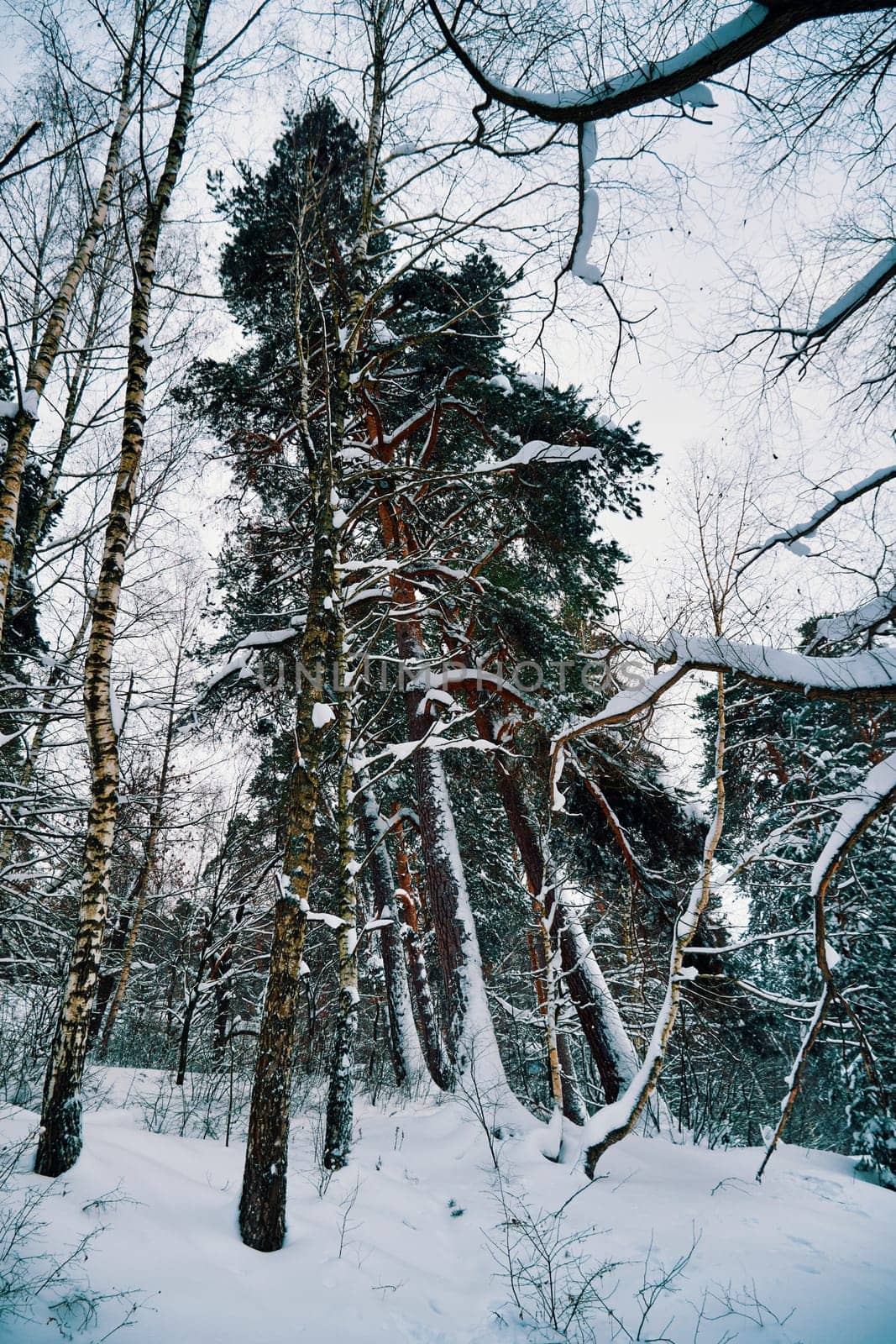 Trees covered with hoarfrost and snow in winter forest