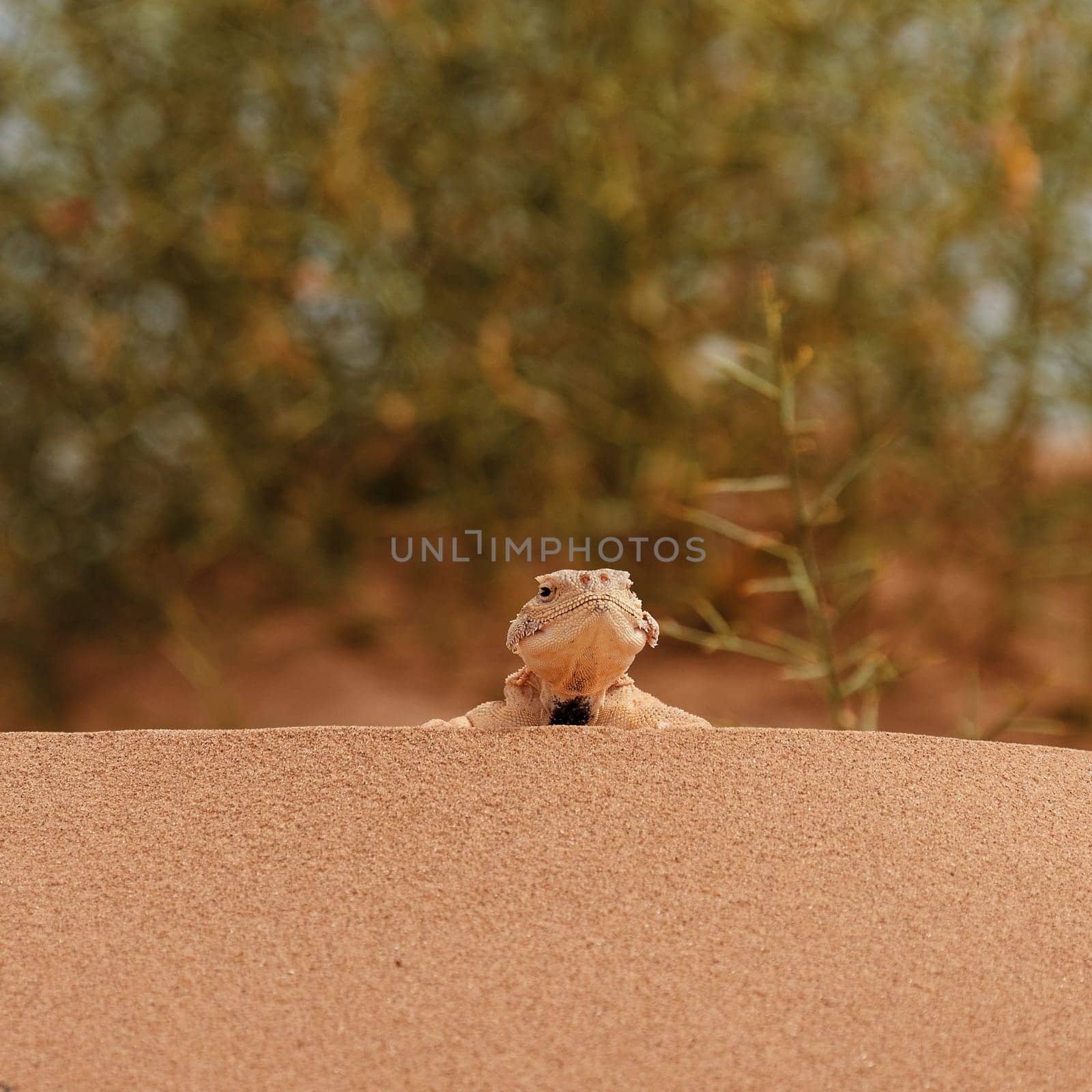 Toad-headed agama, Phrynocephalus mystaceus. Calm desert roundhead lizard on the sand in its natural environment. A living dragon of the desert Close up. incredible desert lizard by EvgeniyQW