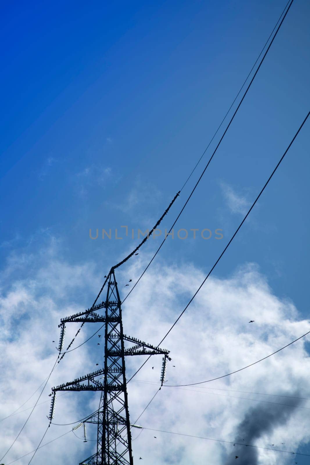 Flock of birds on high voltage pylon in blue sky  by fotografiche.eu